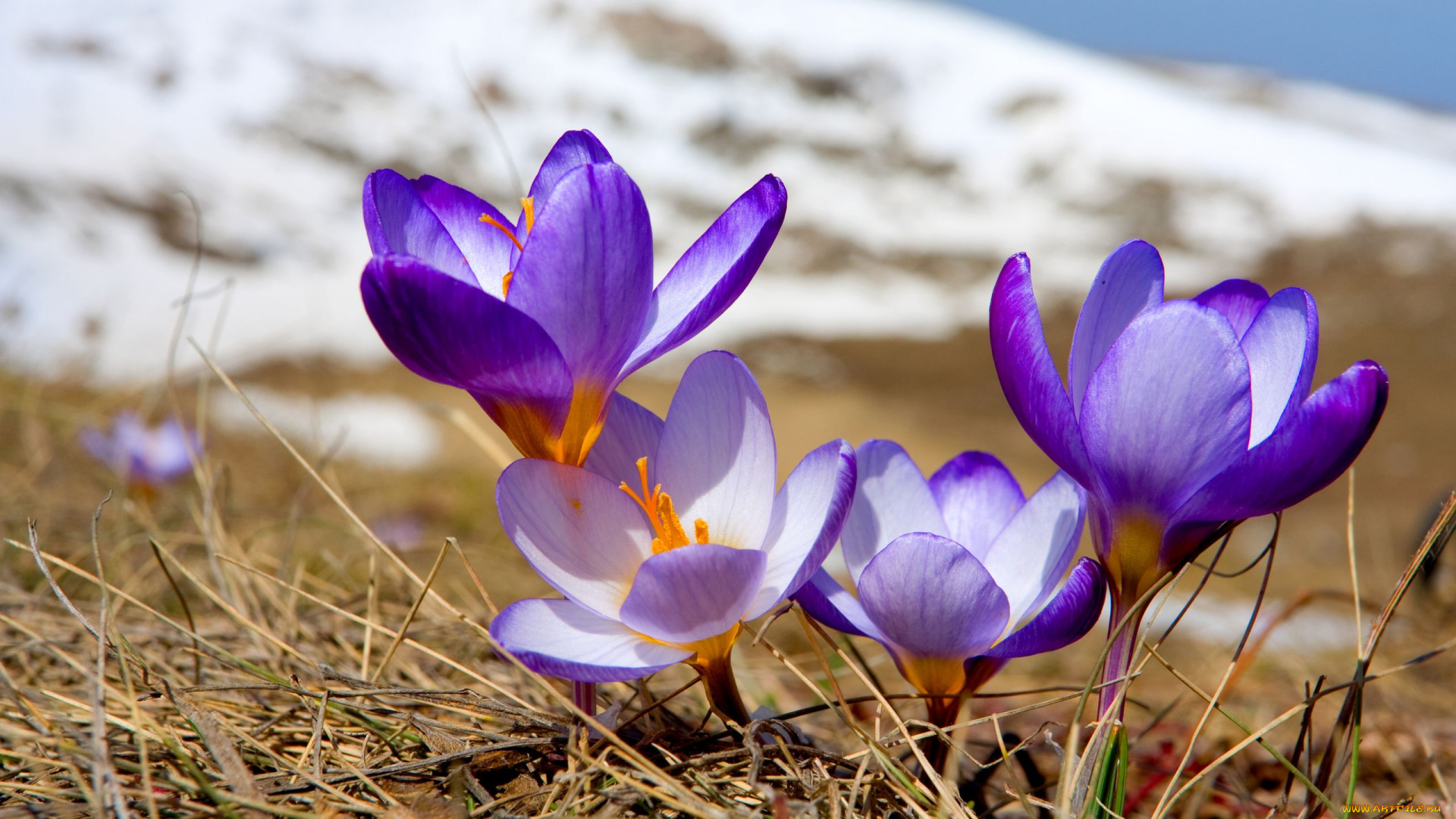 цветы, крокусы