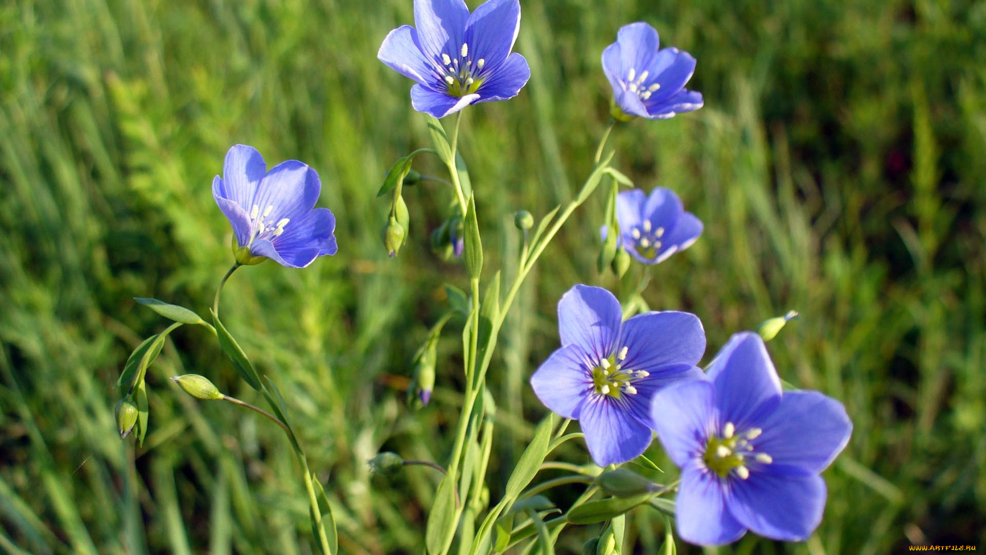 цветы, луговые, полевые