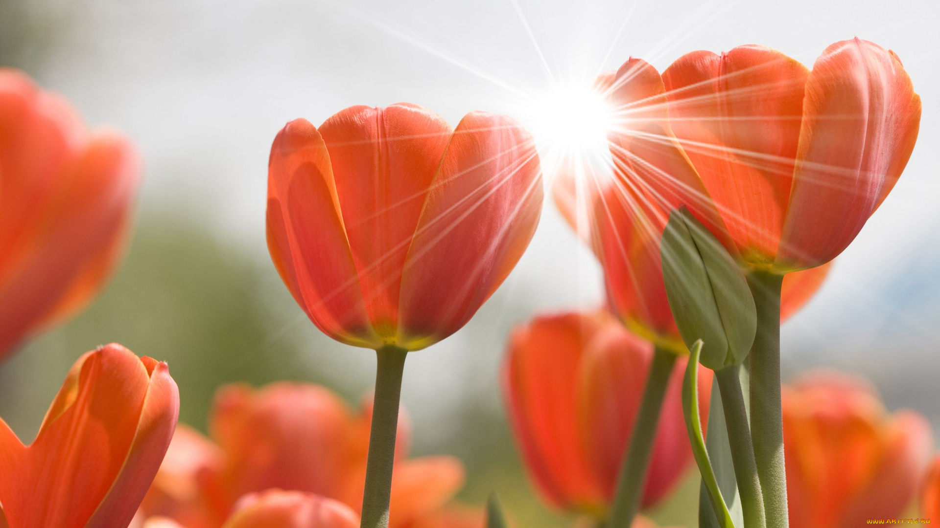 цветы, тюльпаны