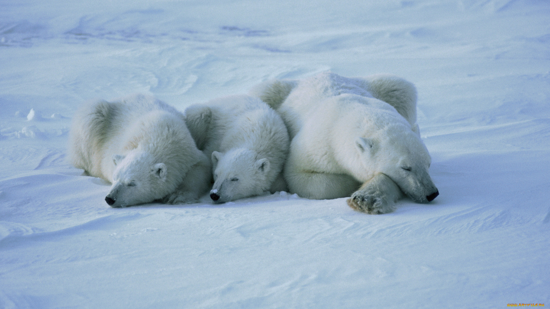 медведи, животные