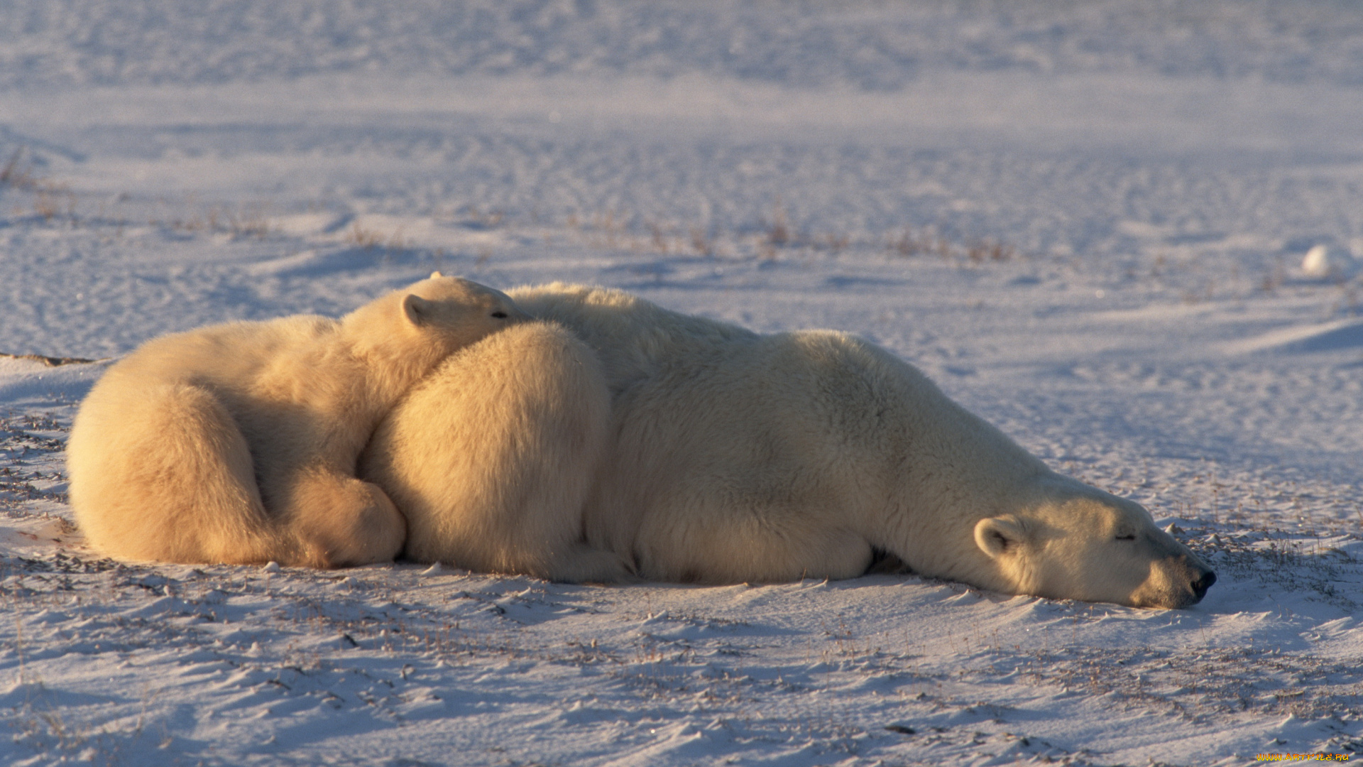 медведи, животные