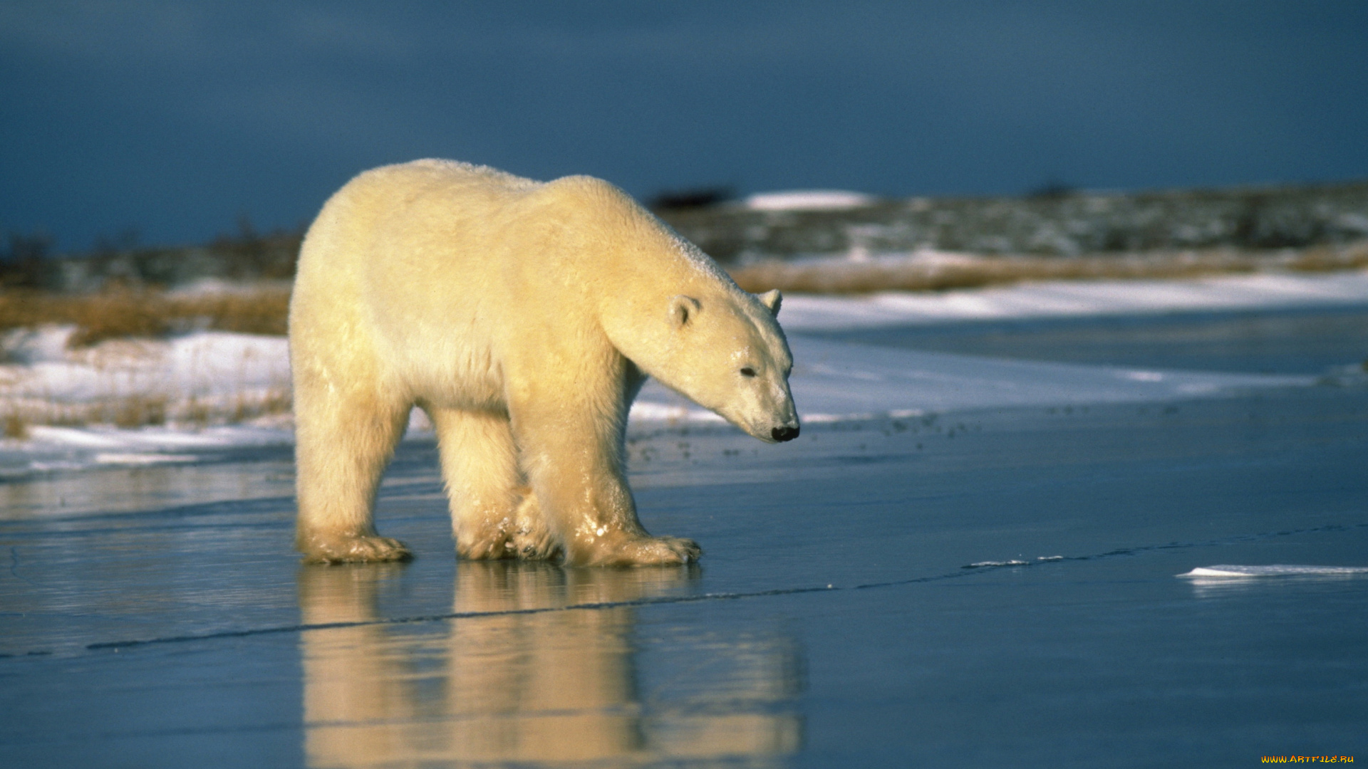 медведи, животные