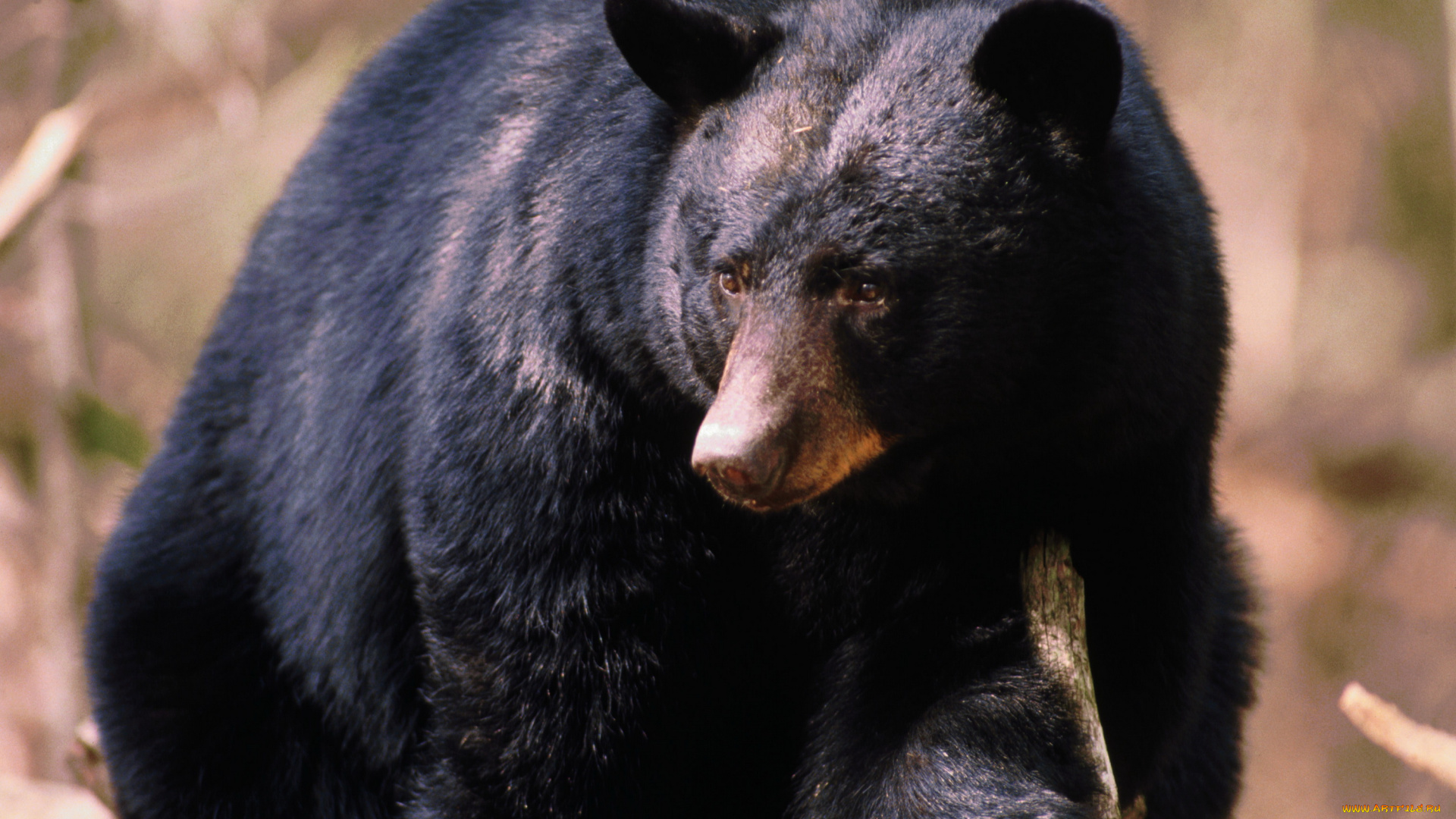медведи, животные