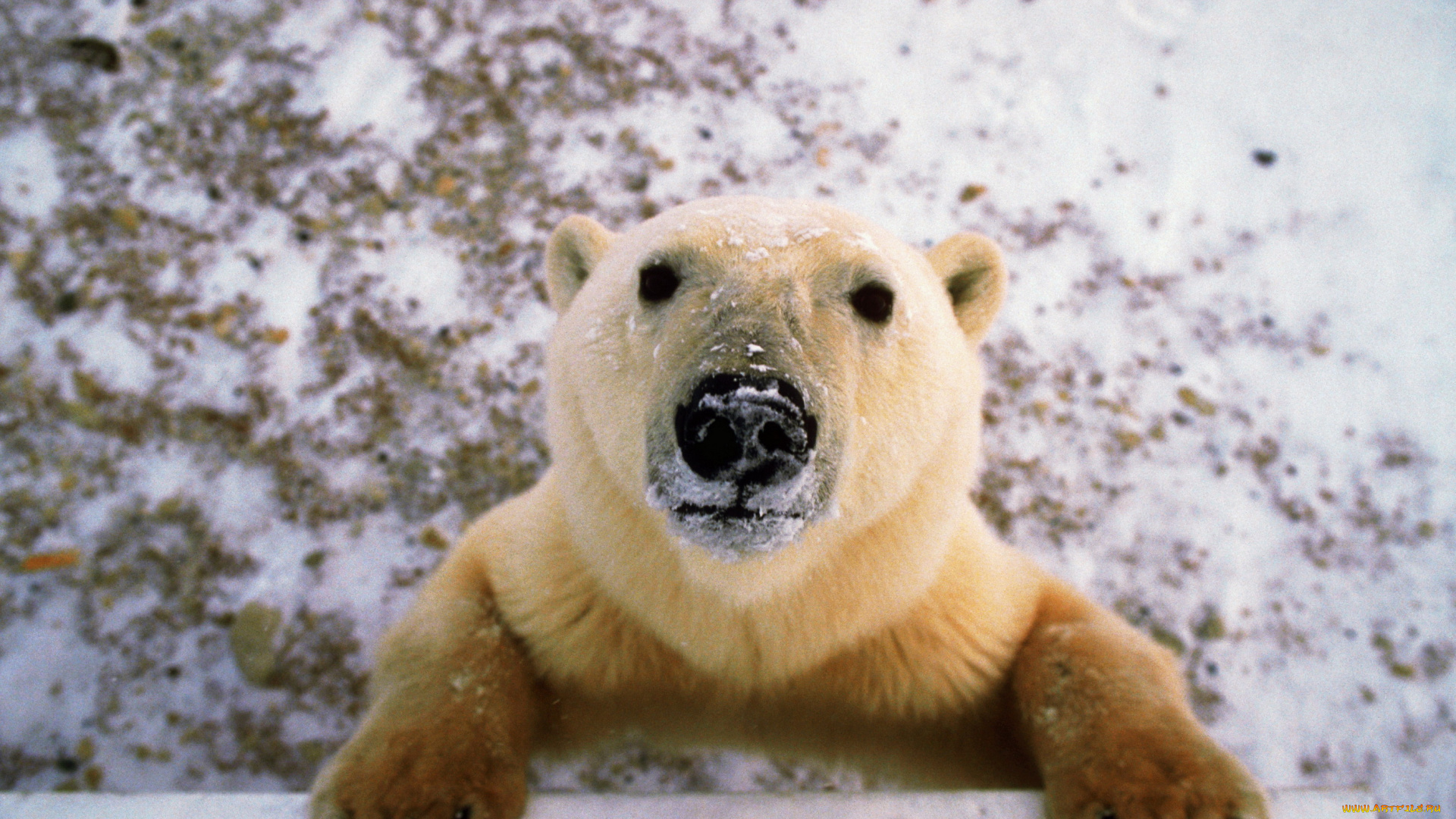 медведи, животные