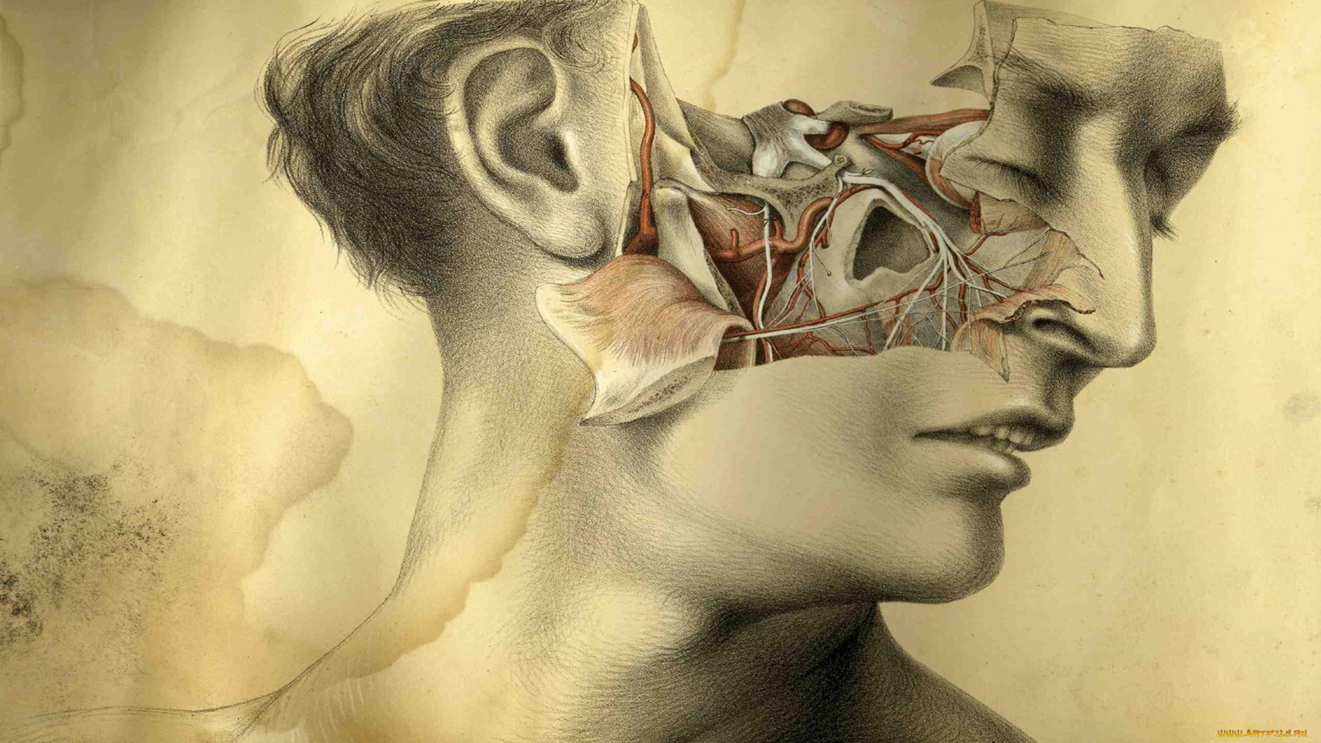 рисованные, люди