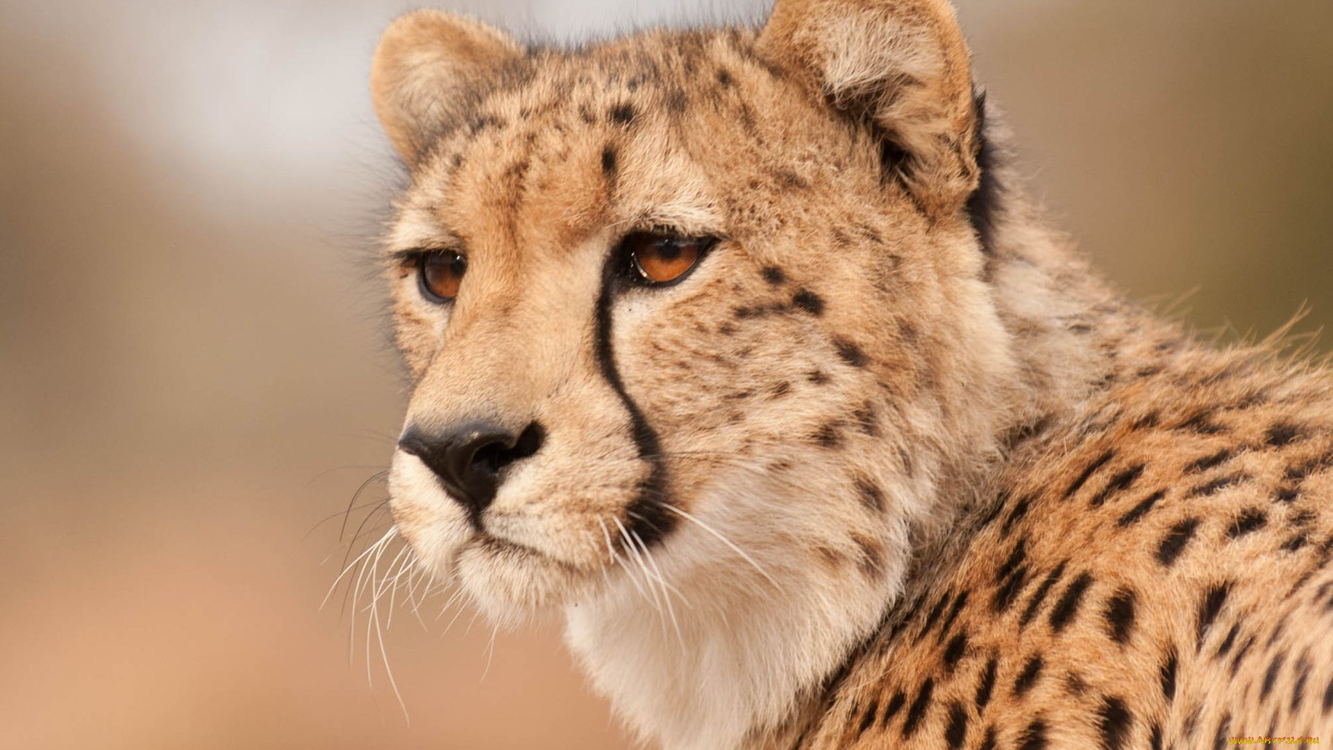 животные, гепарды