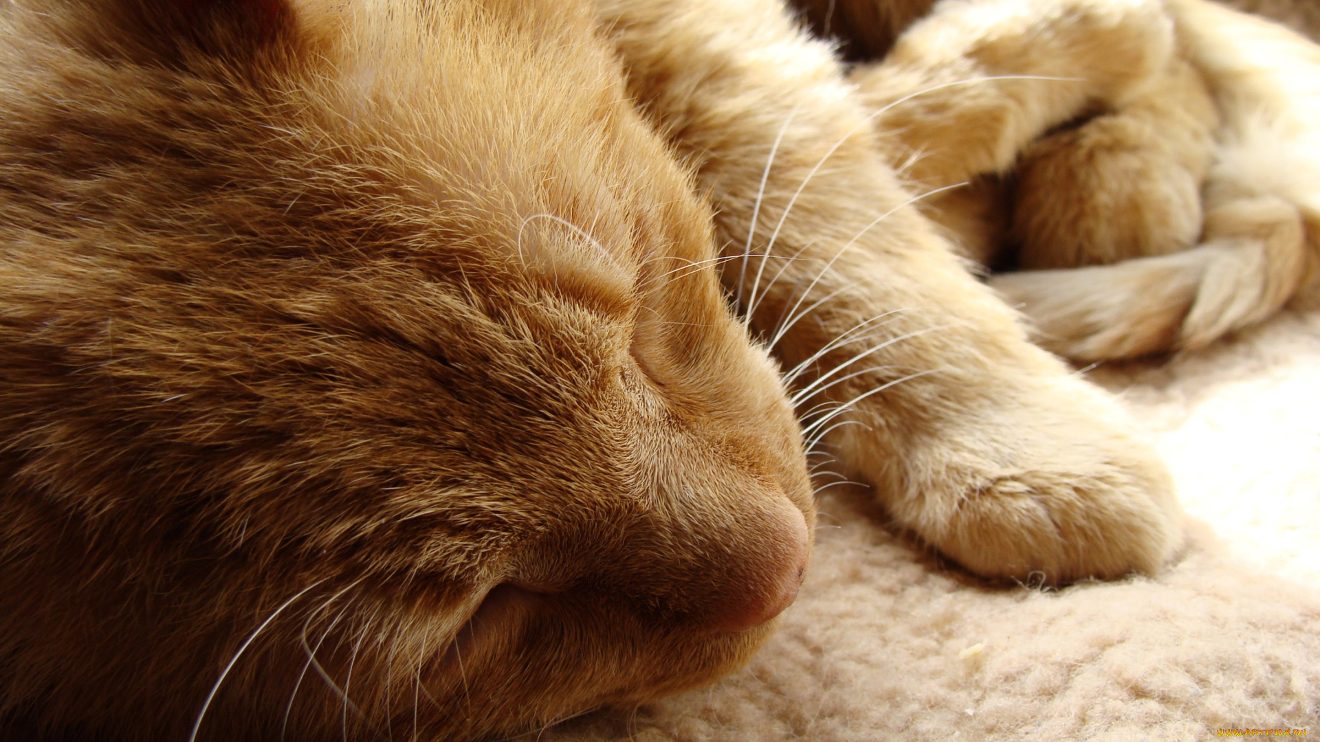 животные, коты