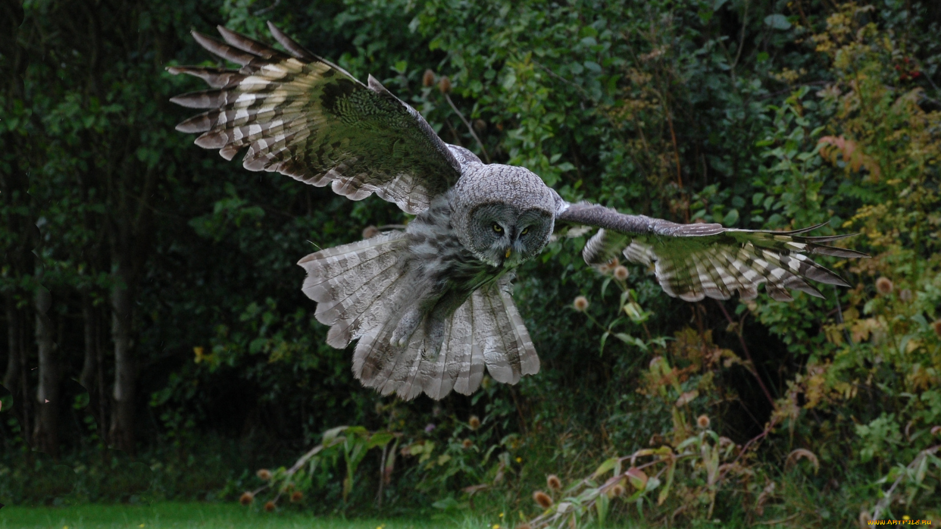 животные, совы