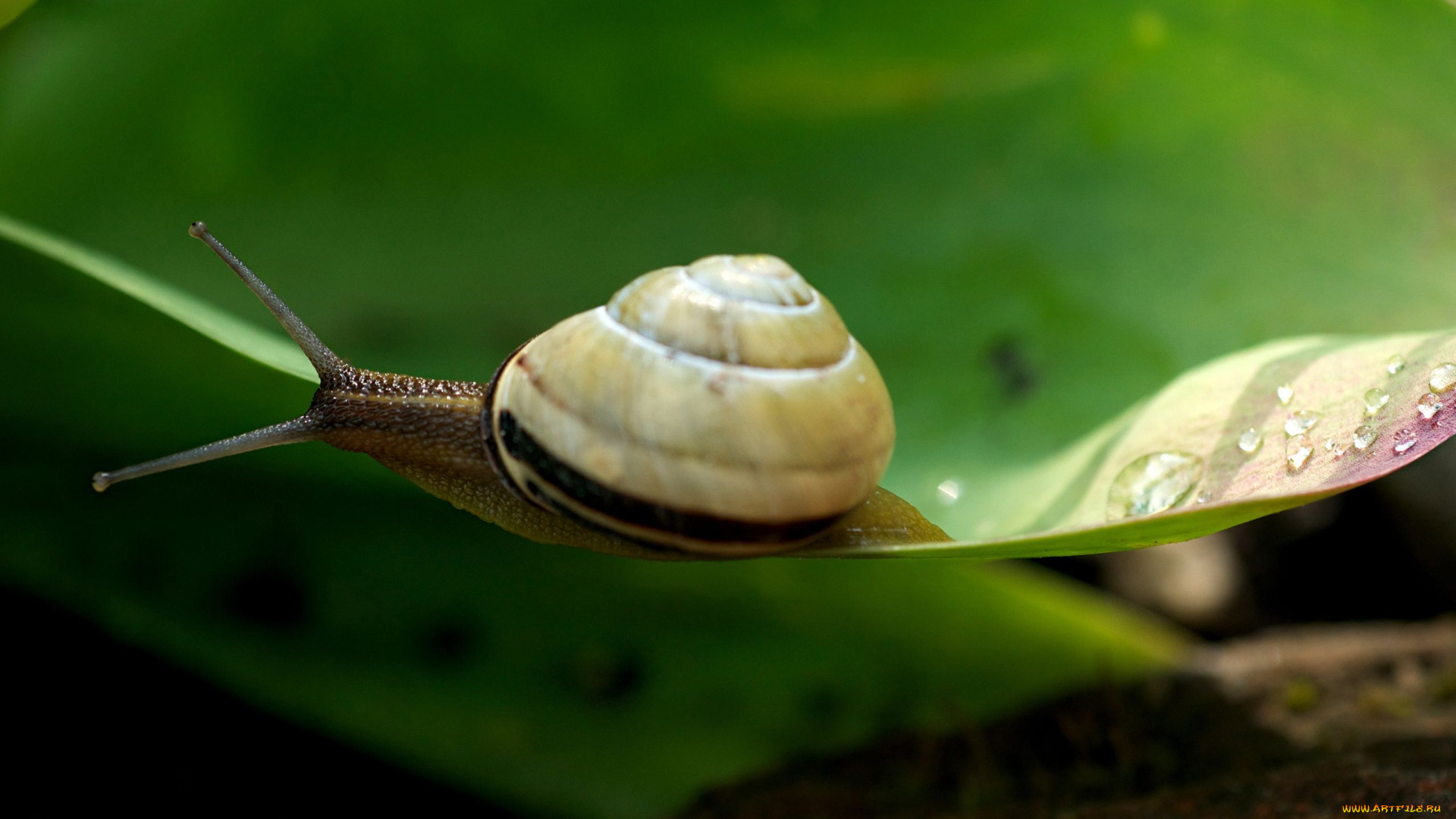 животные, улитки
