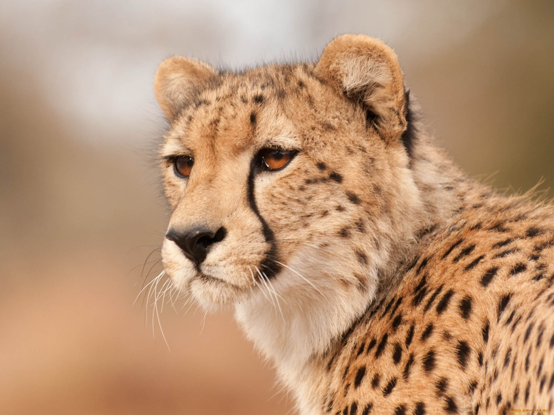 животные, гепарды