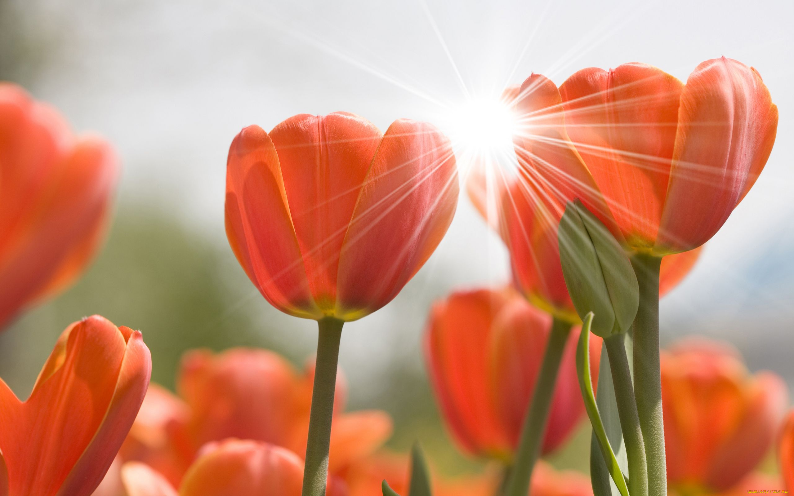 цветы, тюльпаны