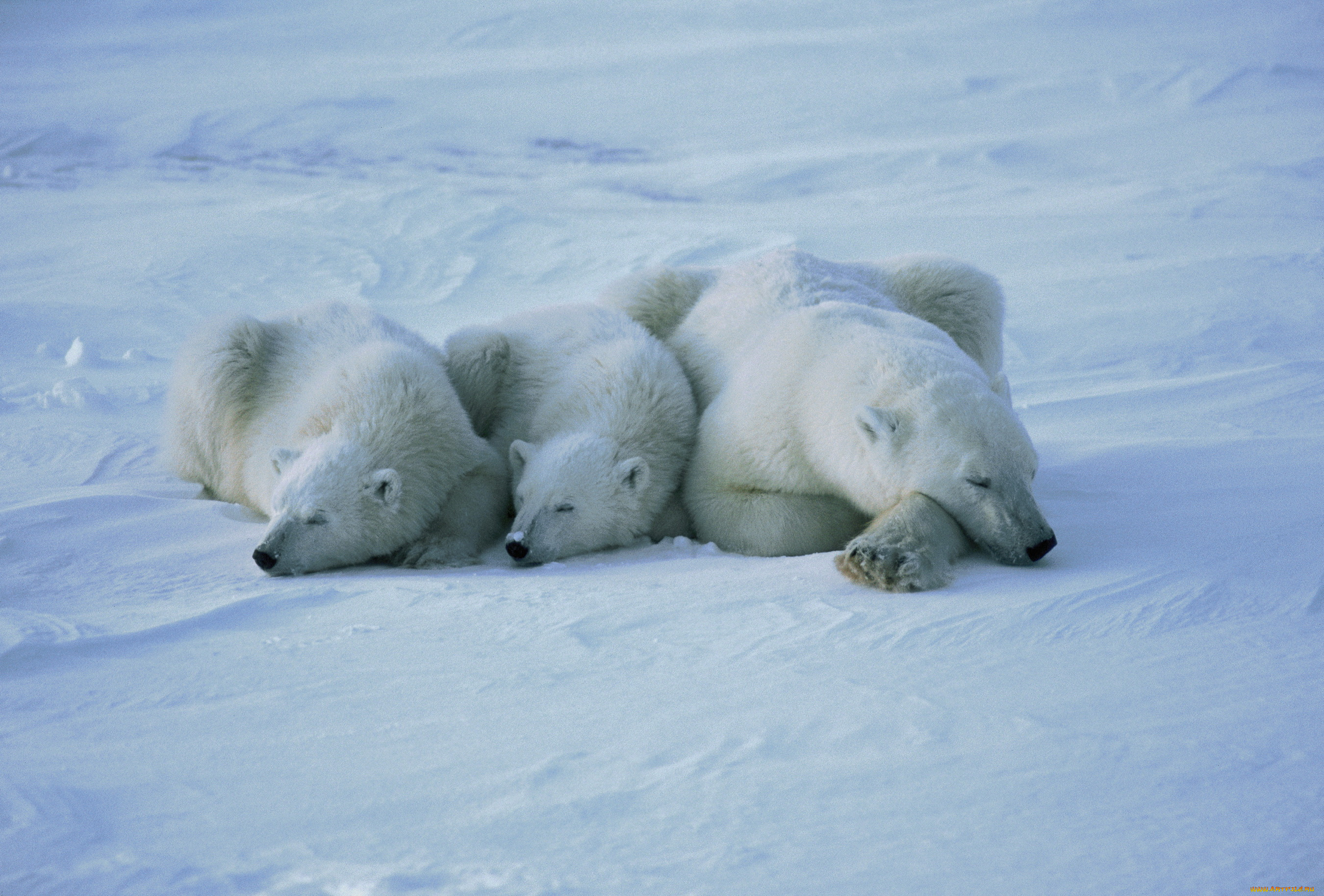 медведи, животные