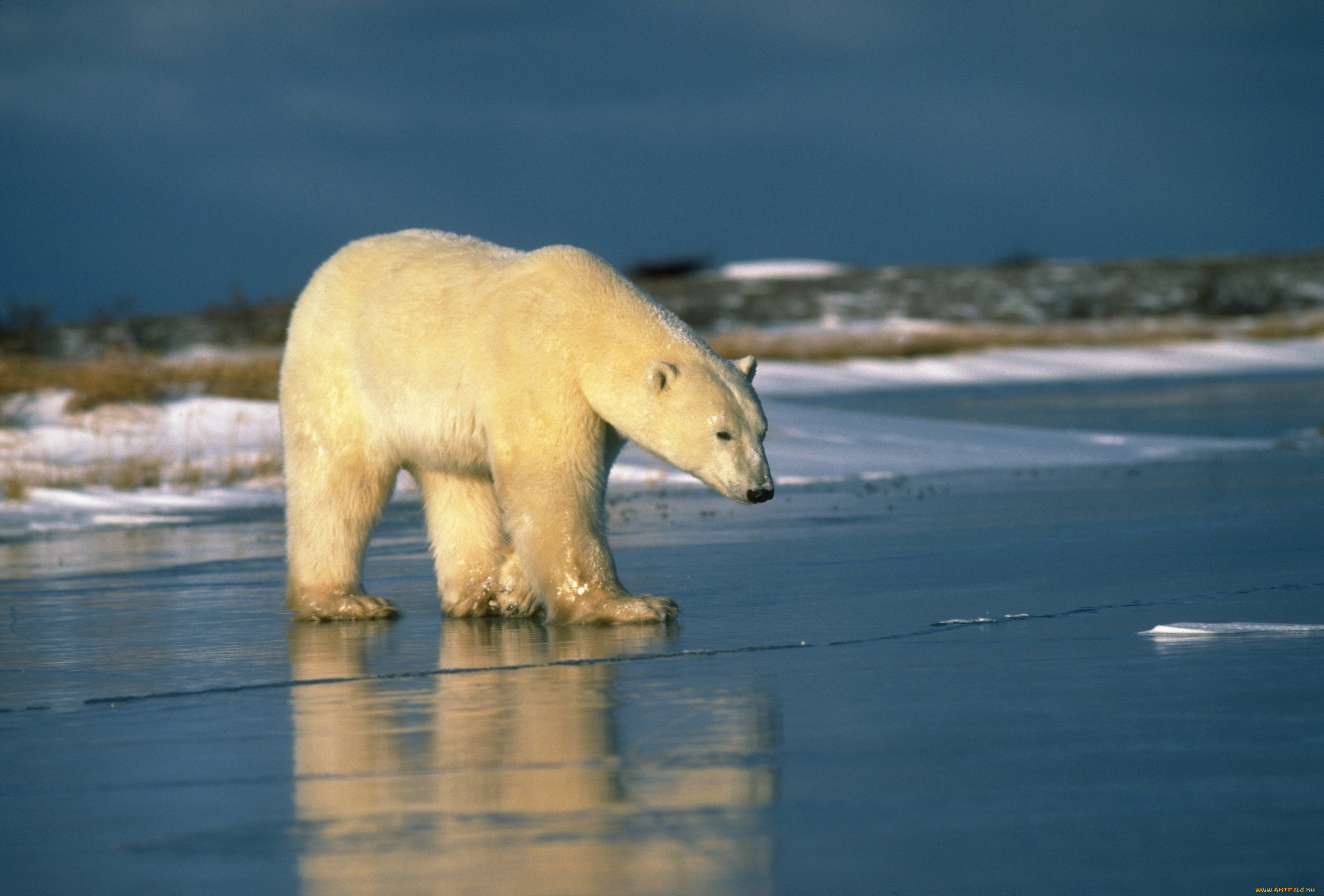 медведи, животные