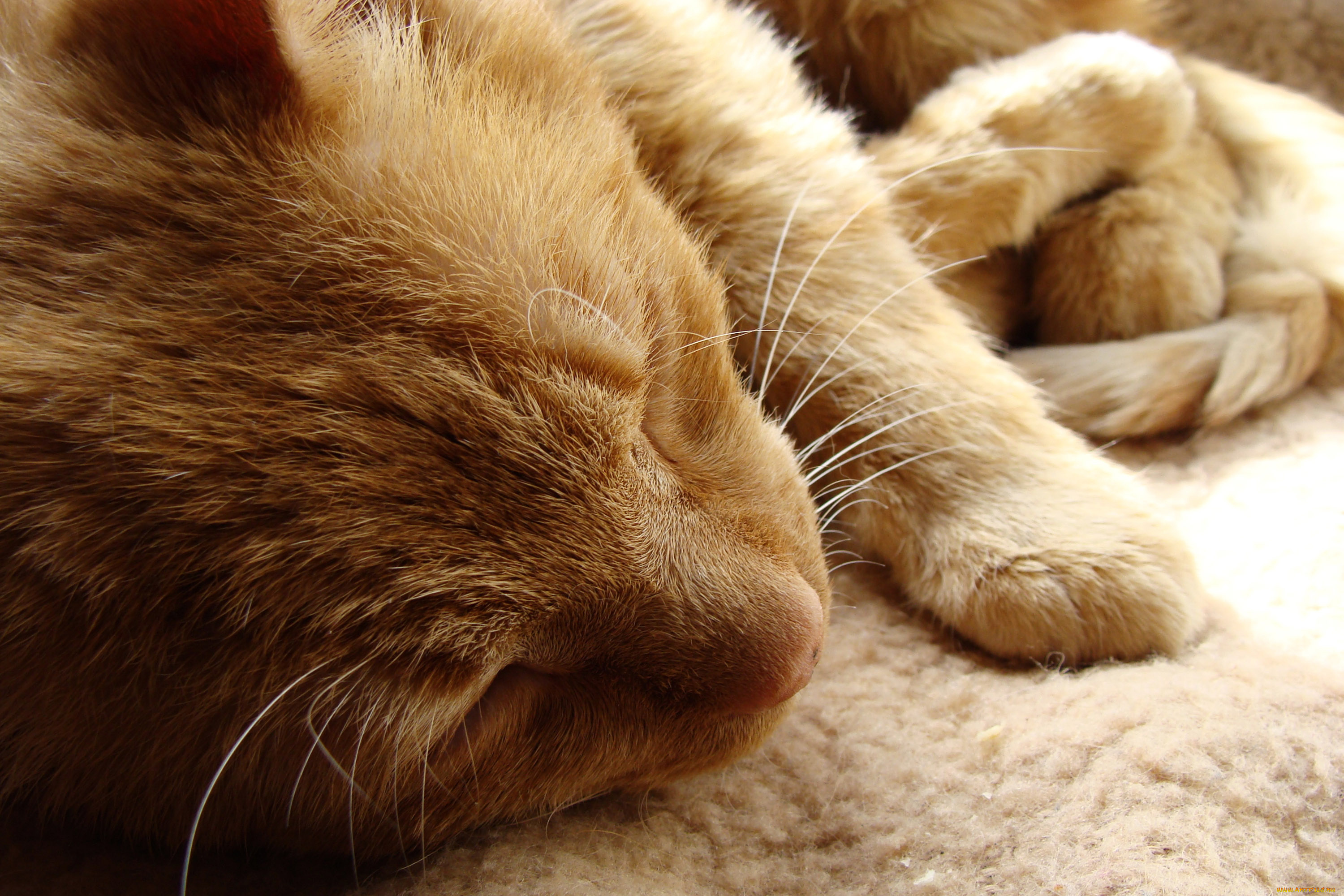 животные, коты