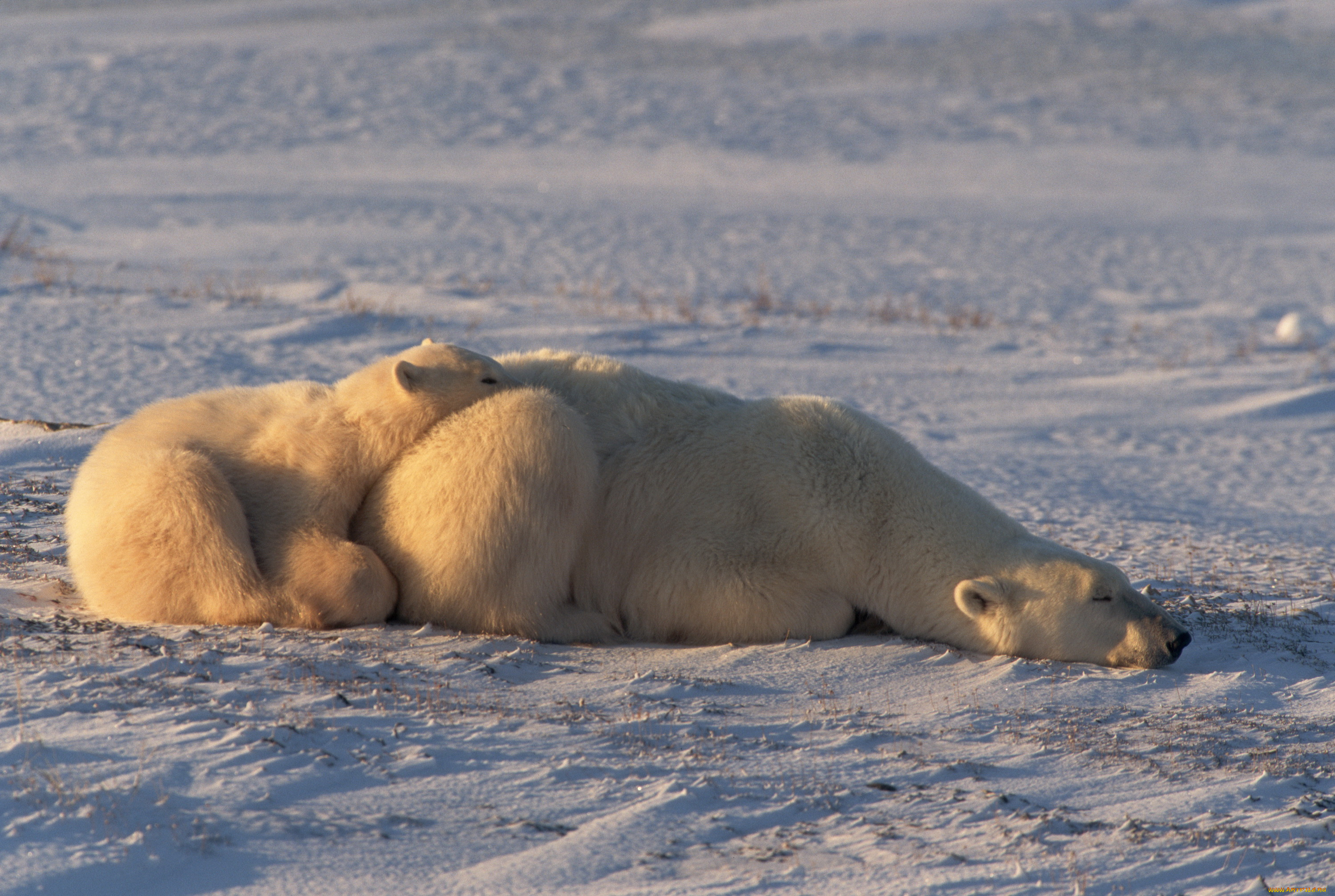 медведи, животные