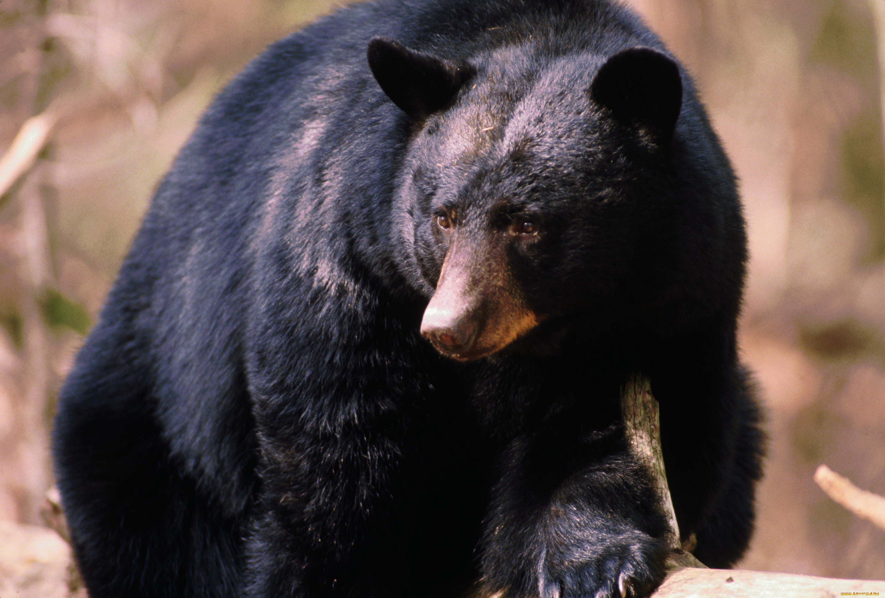 медведи, животные