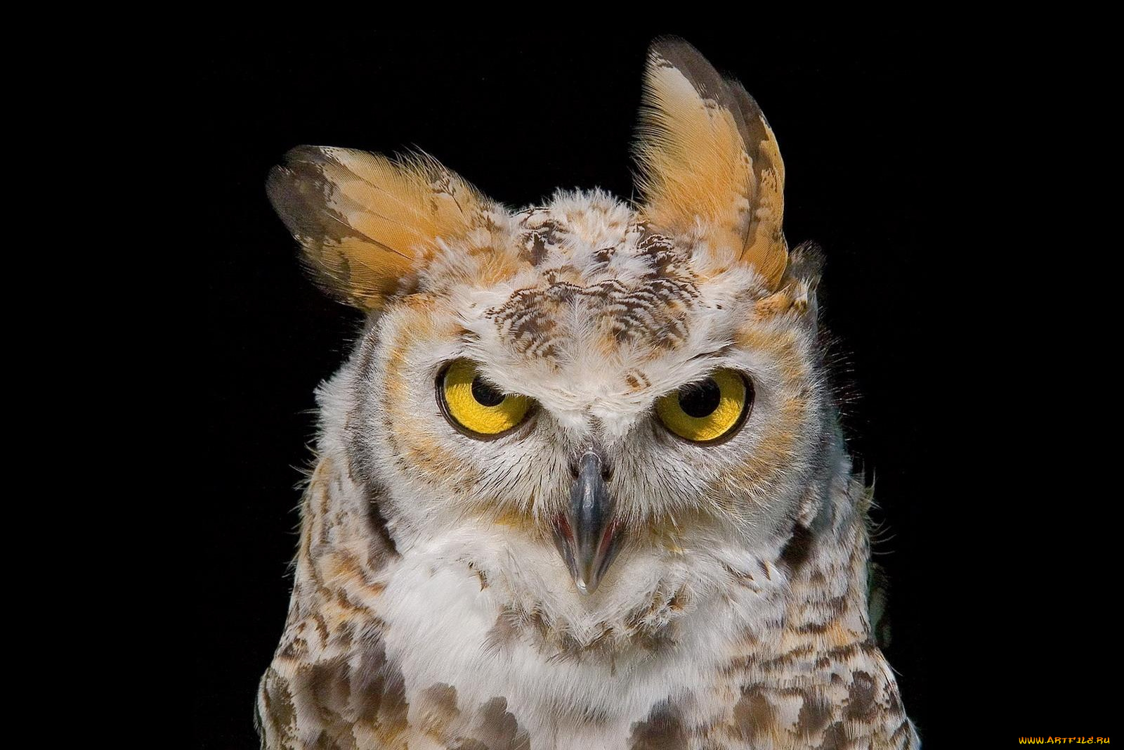 животные, совы, глаза, взгляд, уши