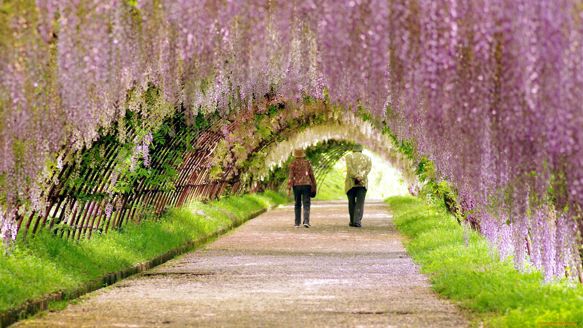 цветы, глициния