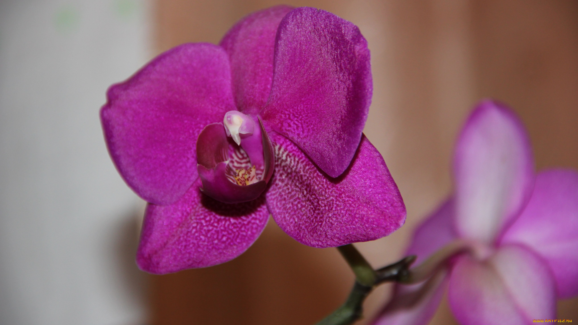 цветы, орхидеи, экзотика