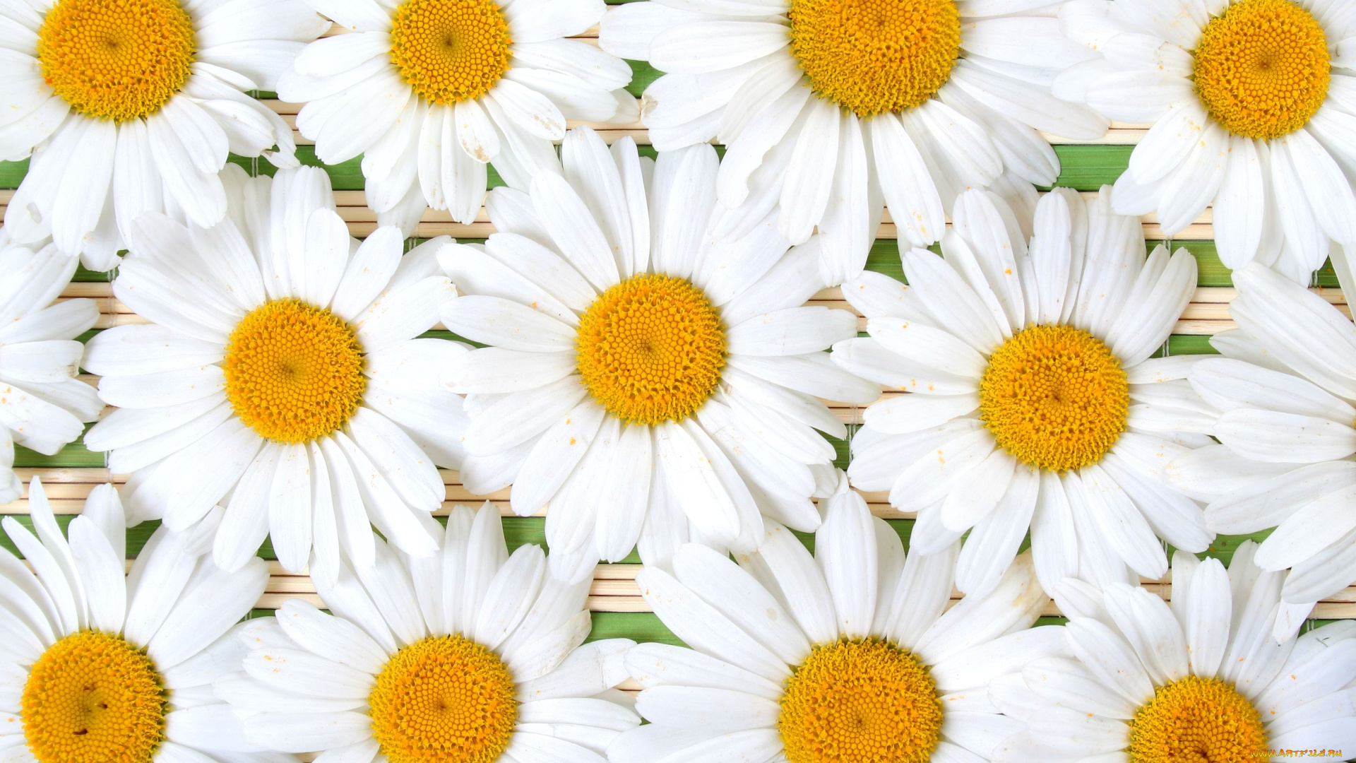 цветы, ромашки, лепестки