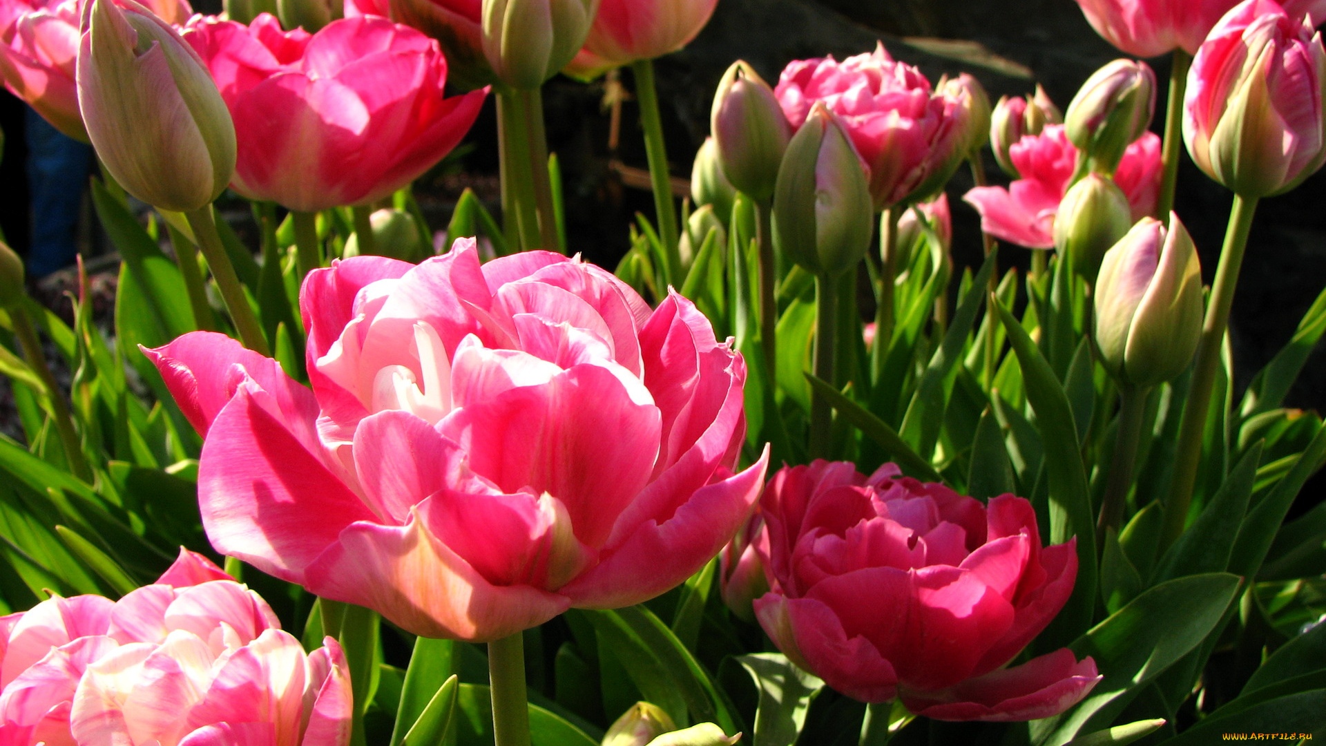 цветы, тюльпаны