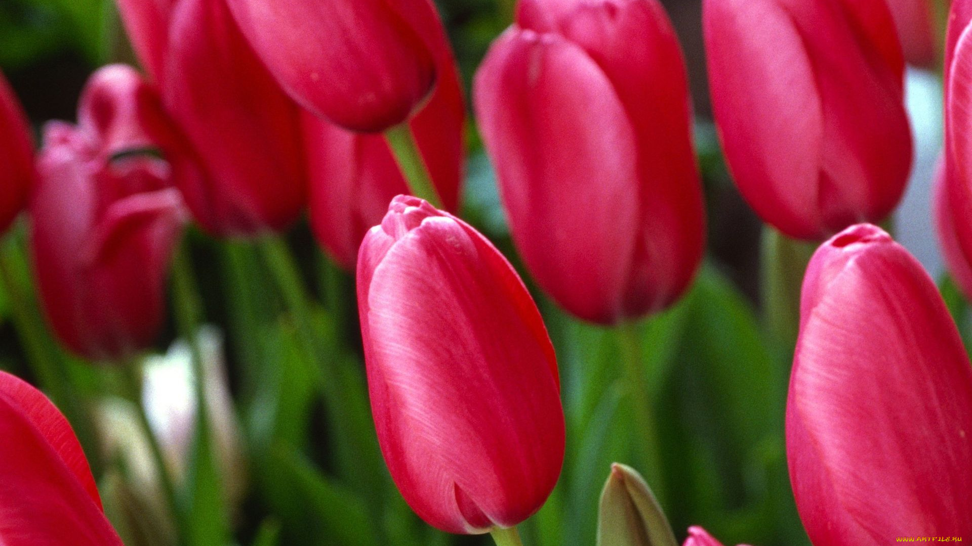 цветы, тюльпаны, бутоны