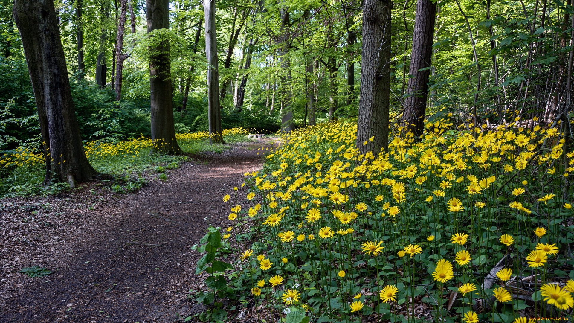природа, лес, деревья, цветы, тропинка