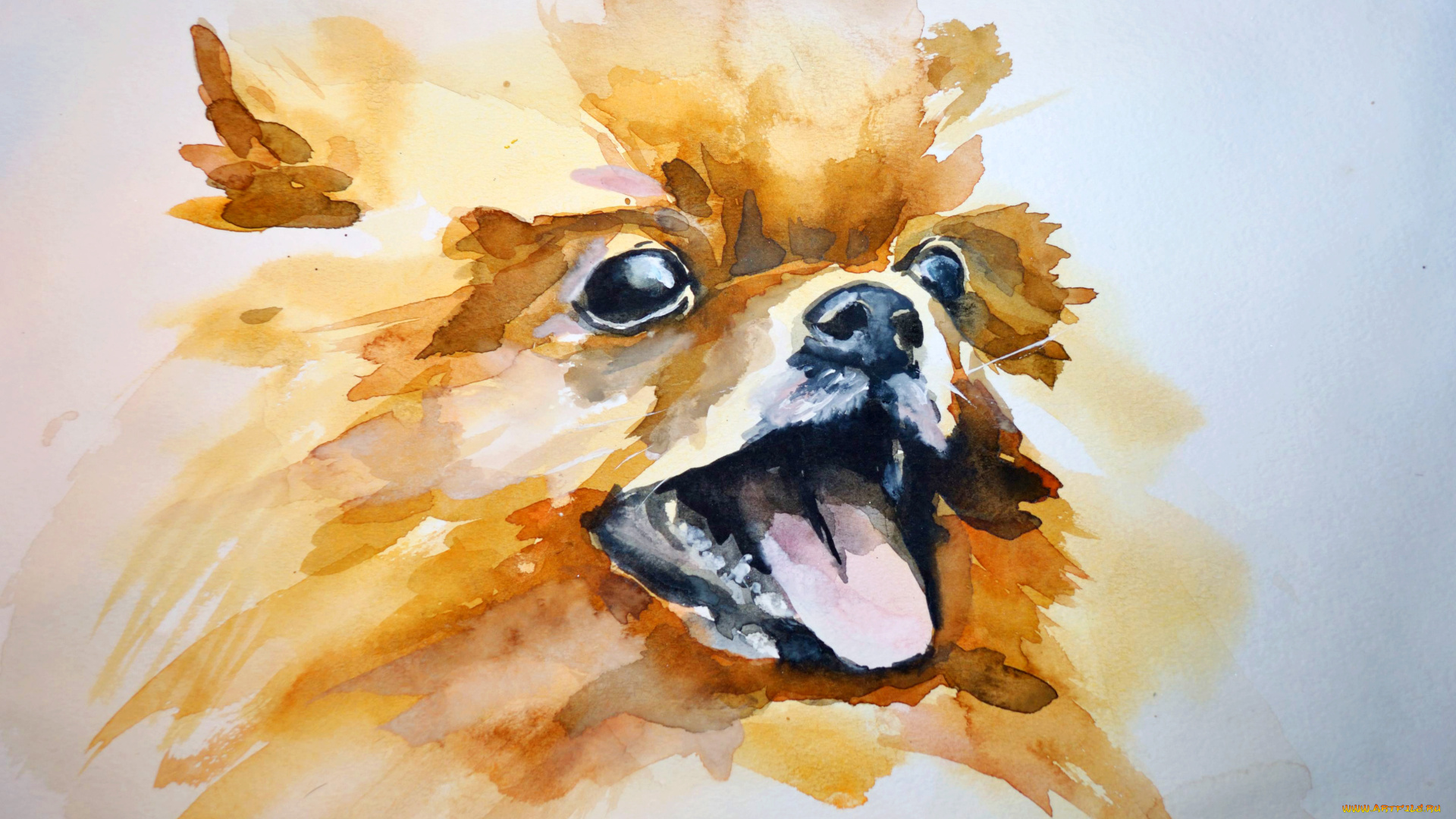 рисованные, животные, собаки, шпиц