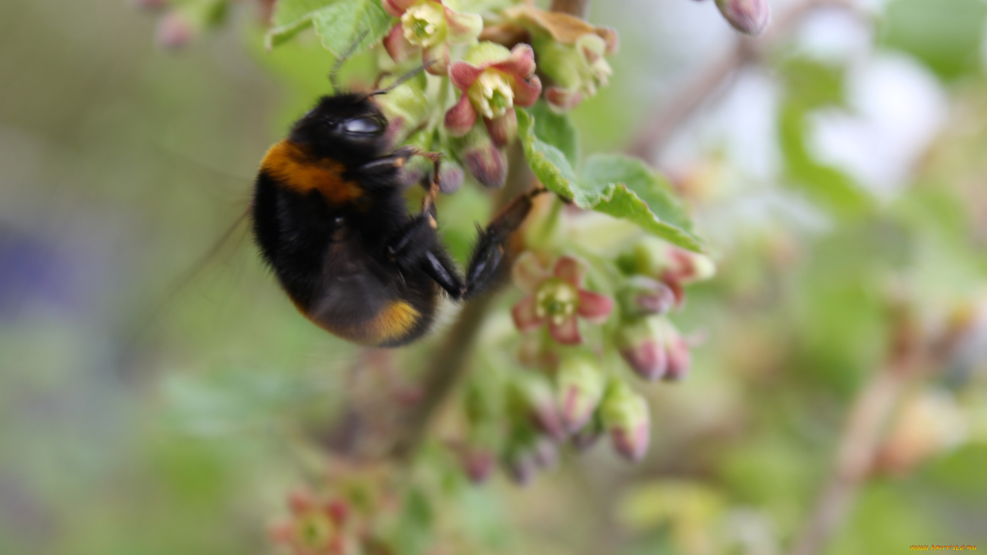 шмель, животные, пчелы, осы, шмели, весна