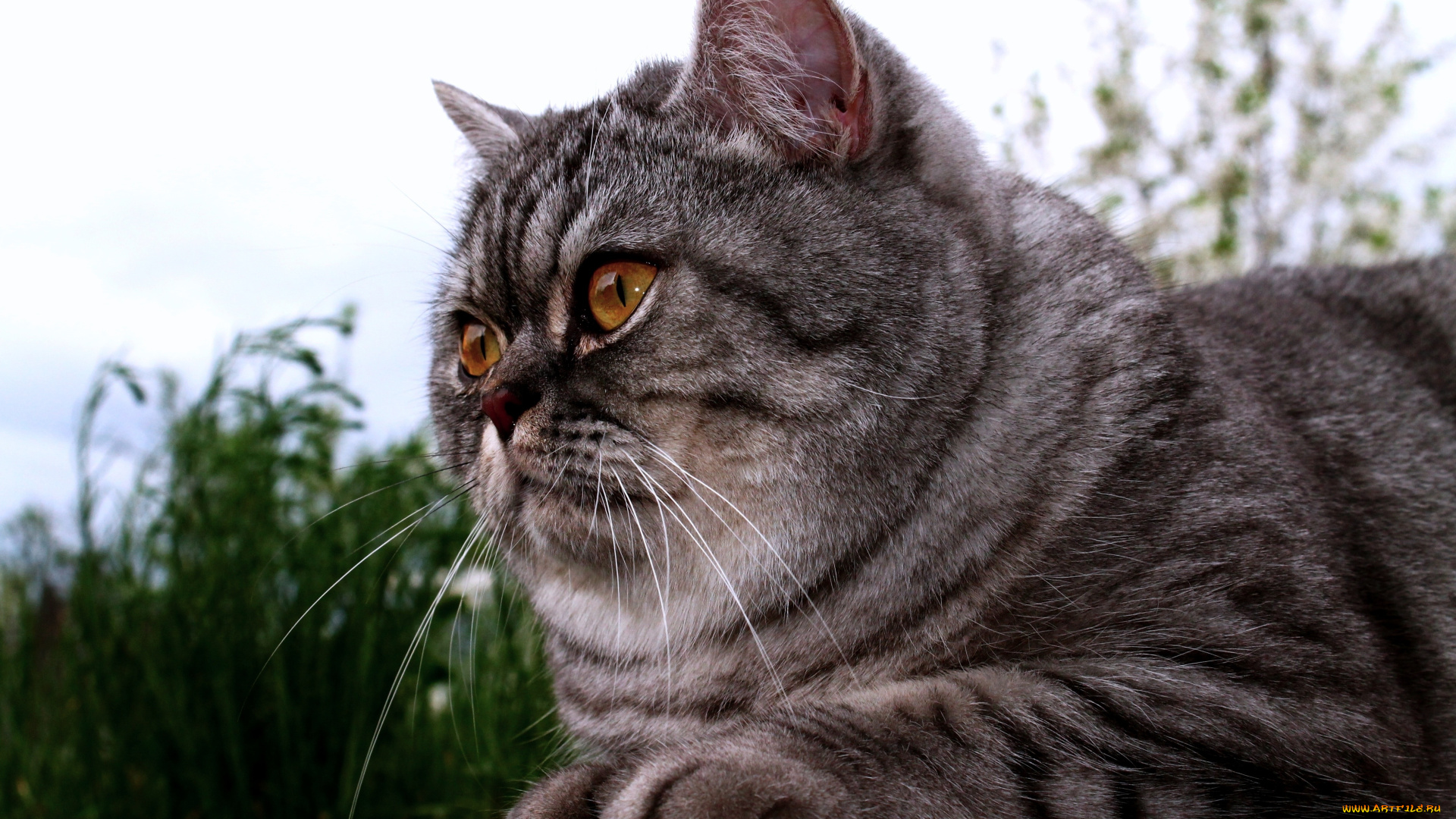 животные, коты, британец