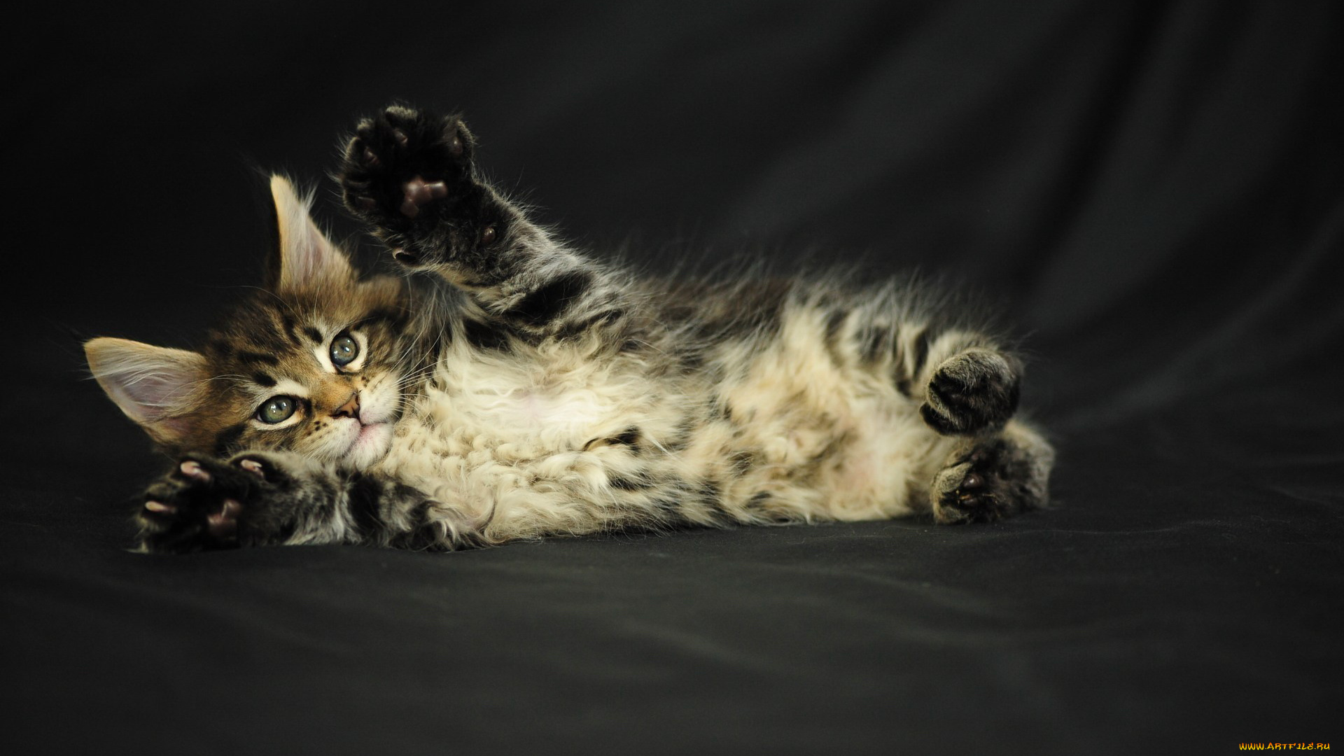 животные, коты, кот