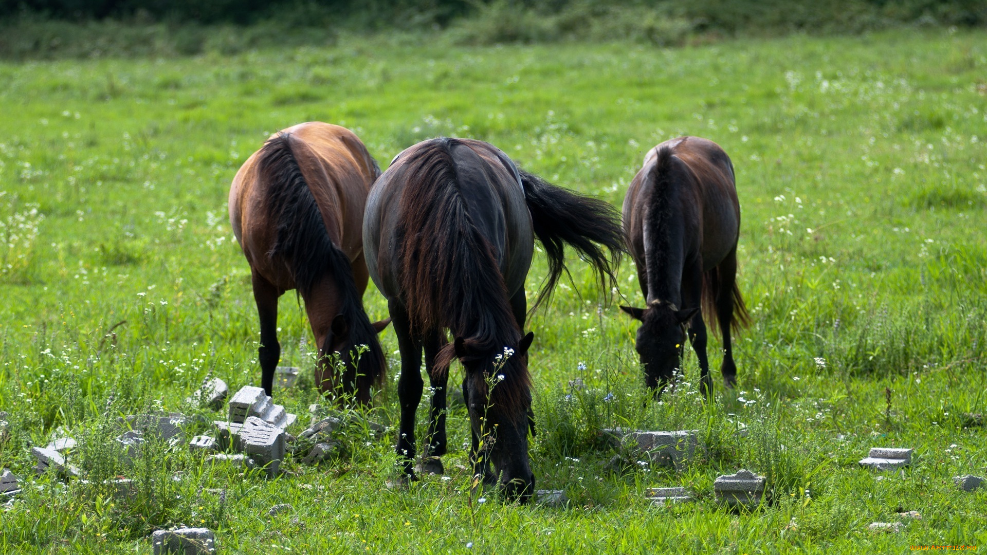 животные, лошади, пастбище, кони