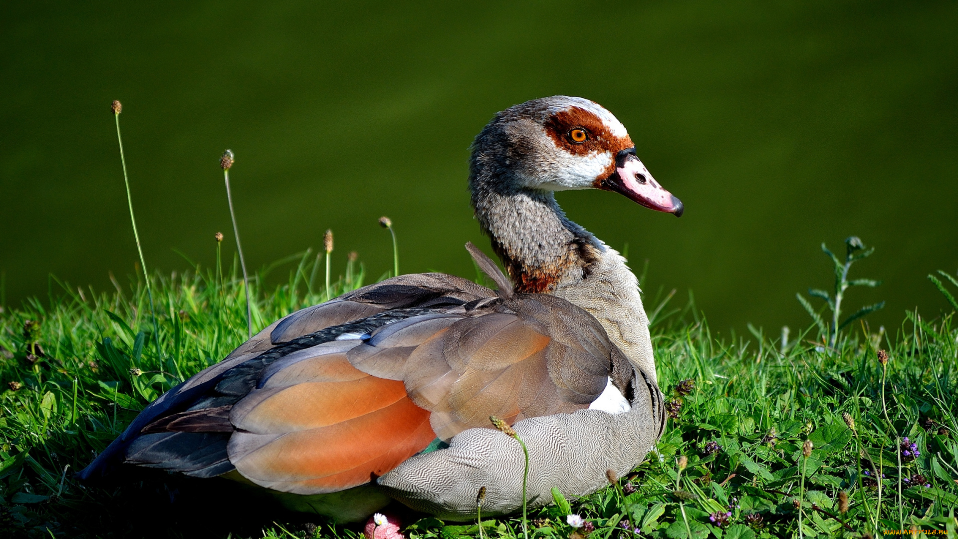 животные, утки, трава