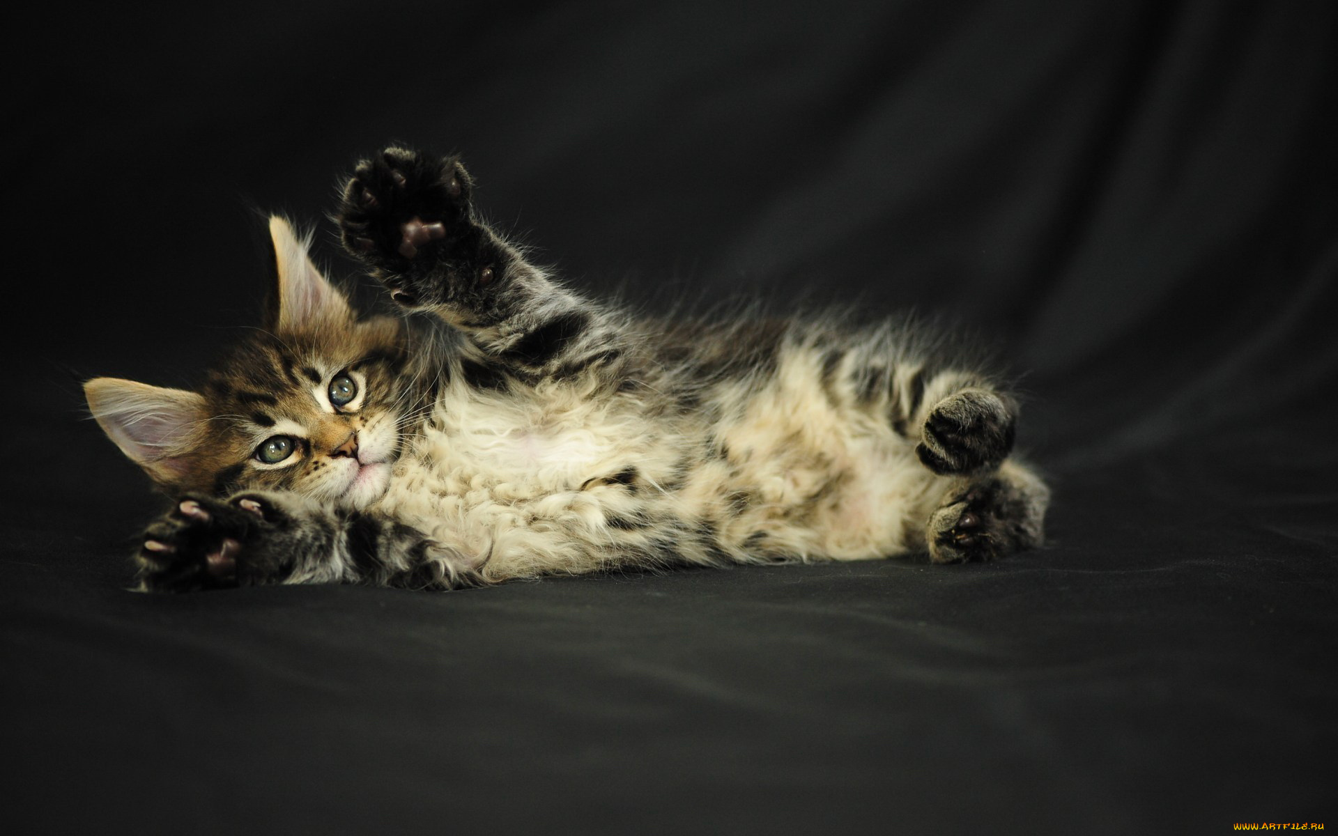 животные, коты, кот