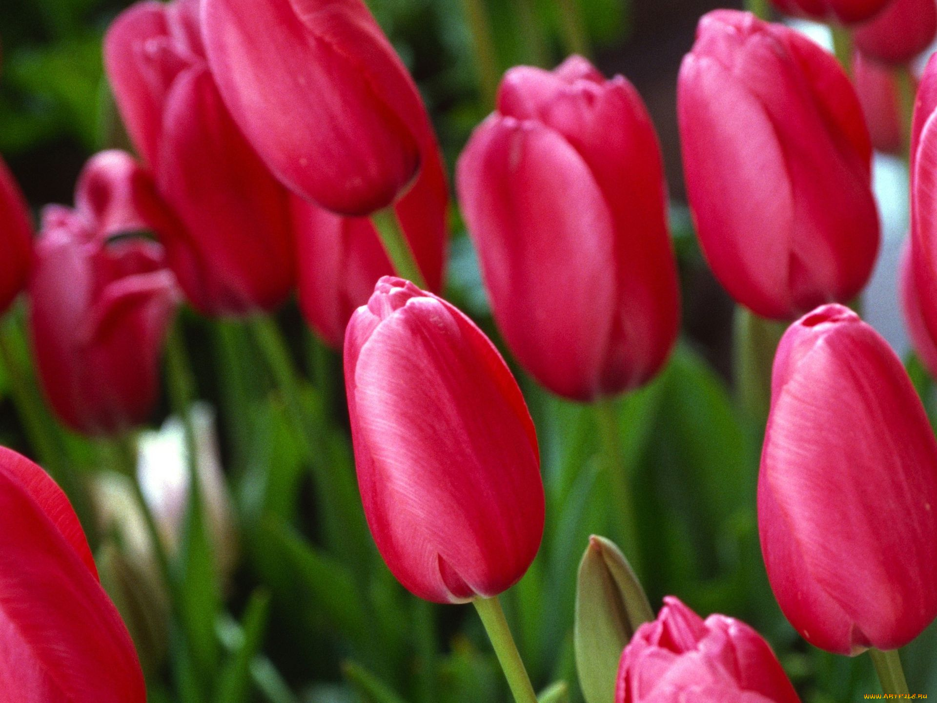 цветы, тюльпаны, бутоны