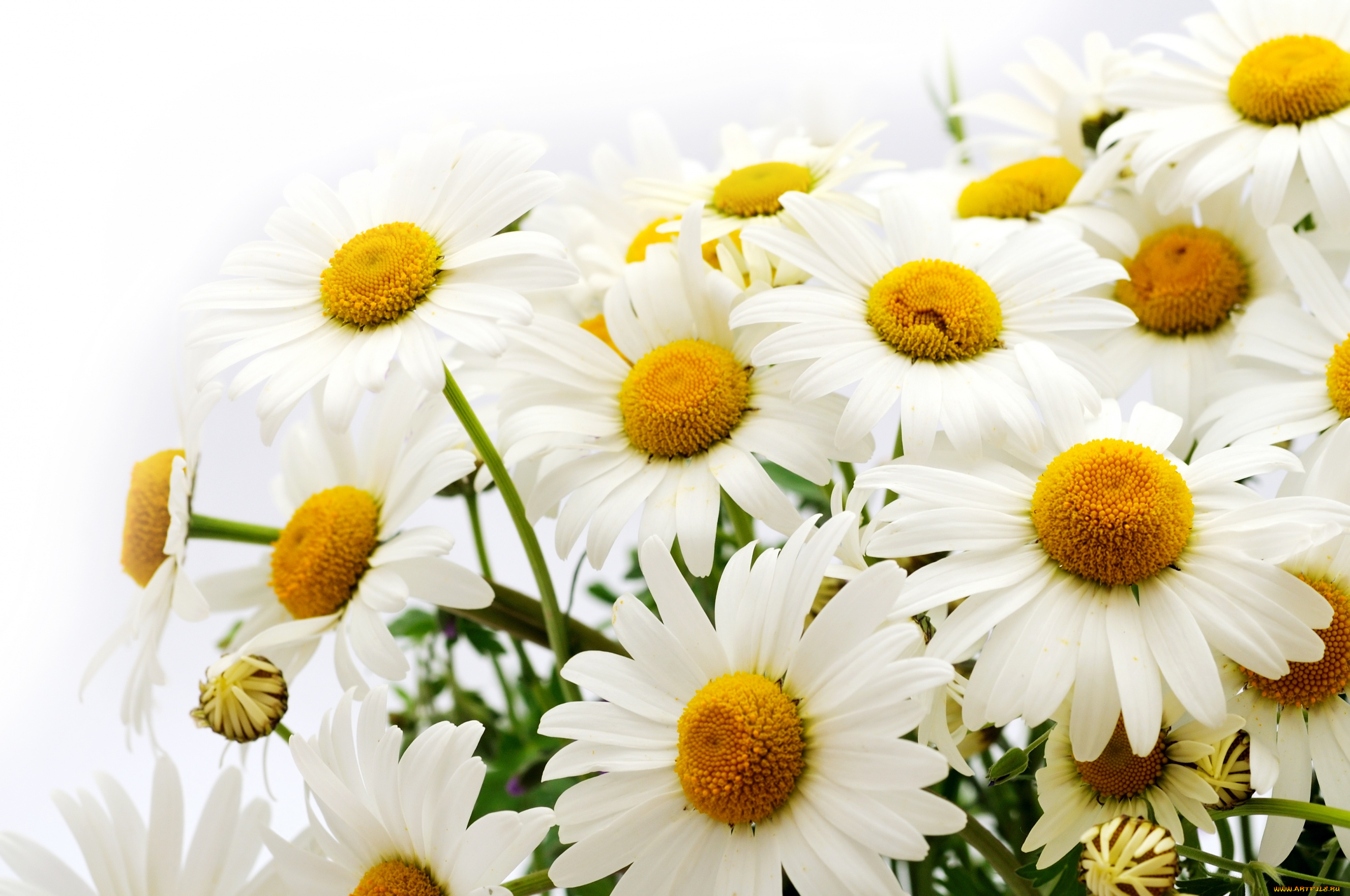 цветы, ромашки, лепестки