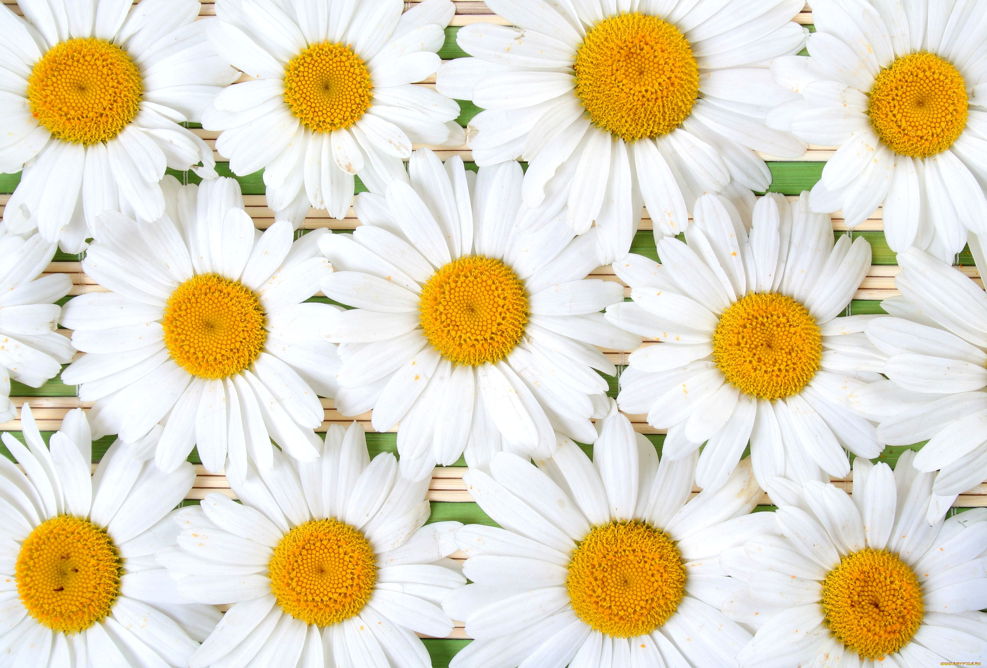 цветы, ромашки, лепестки