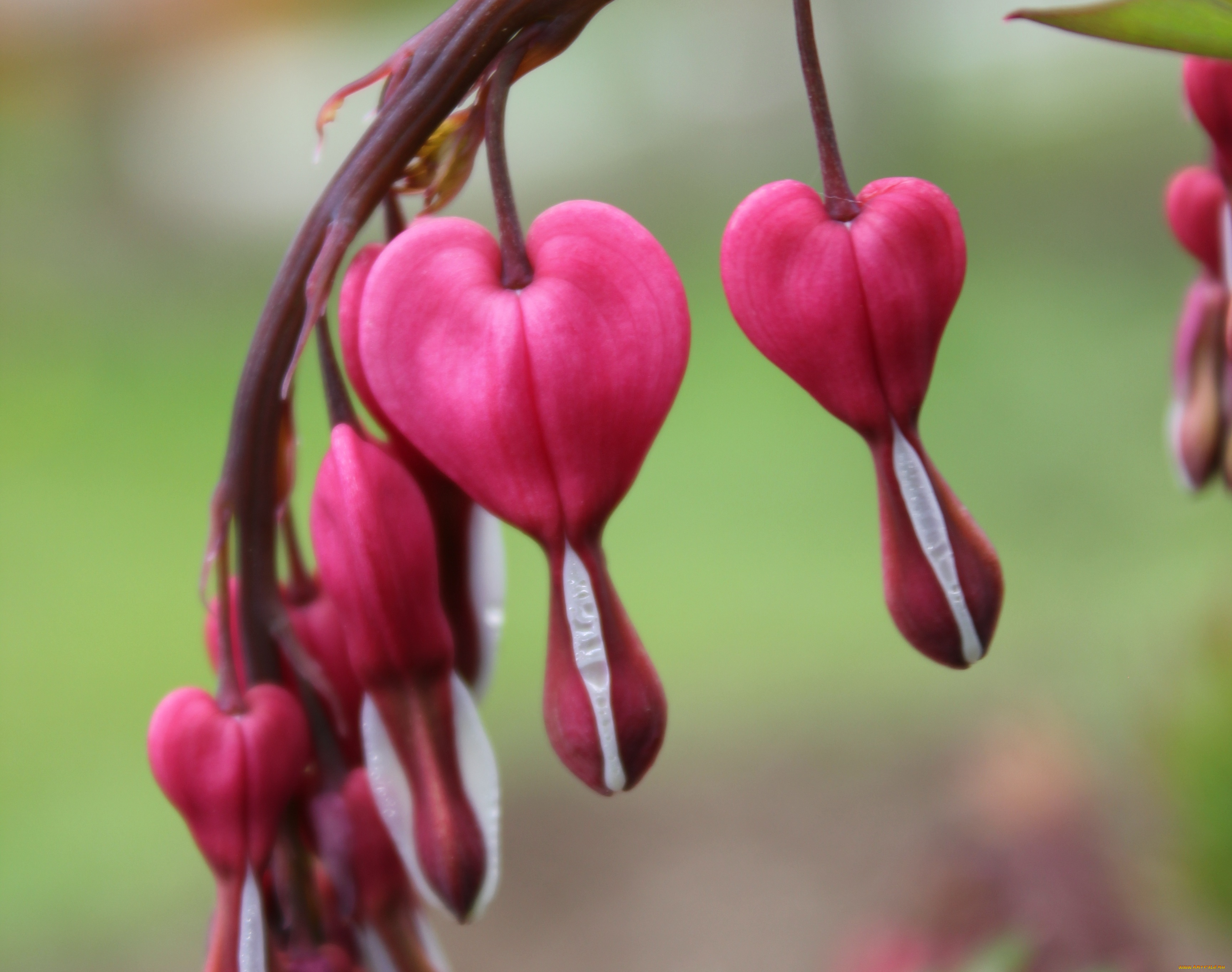 разбитое, сердце, цветы, дицентра