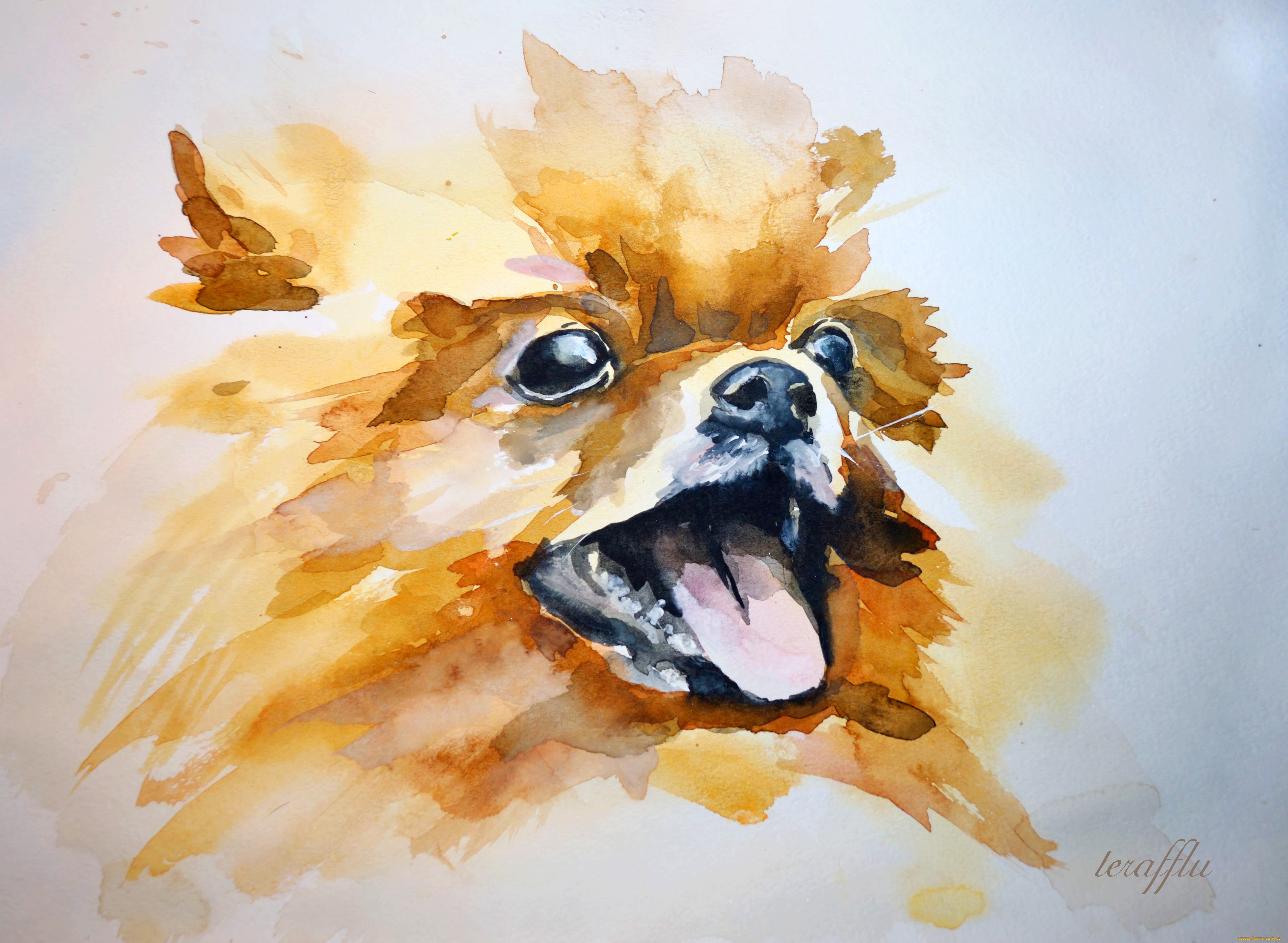 рисованные, животные, собаки, шпиц