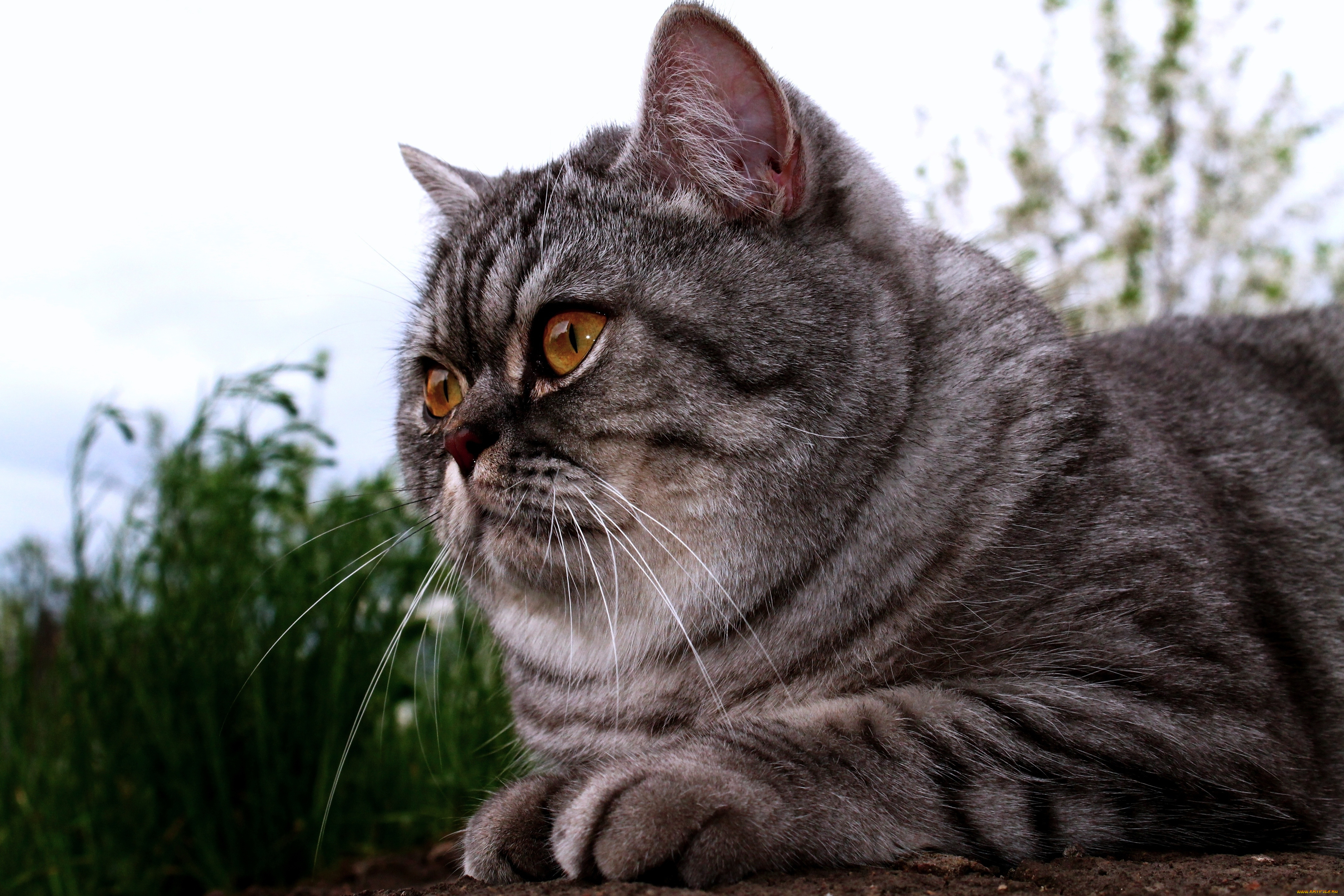 животные, коты, британец