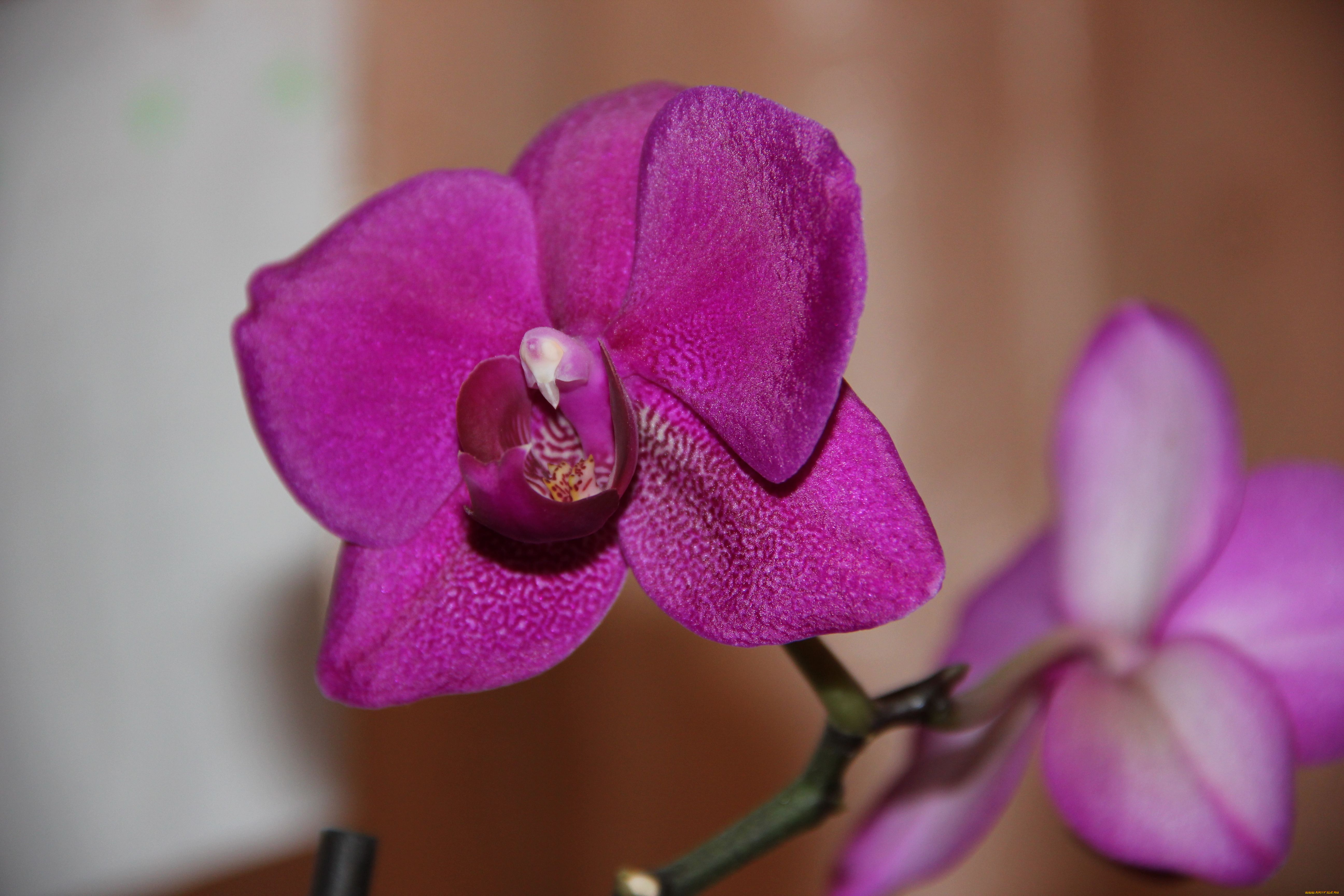 цветы, орхидеи, экзотика