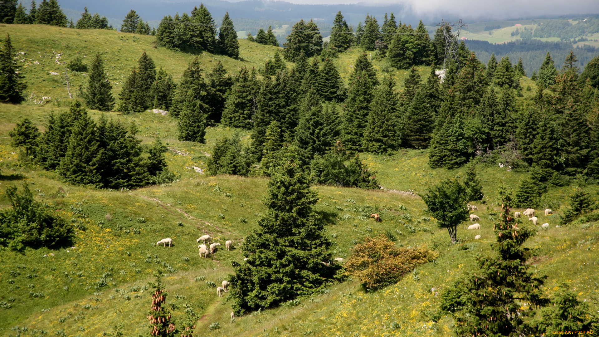 франция, мижу, природа, дороги, луга, ели, трава