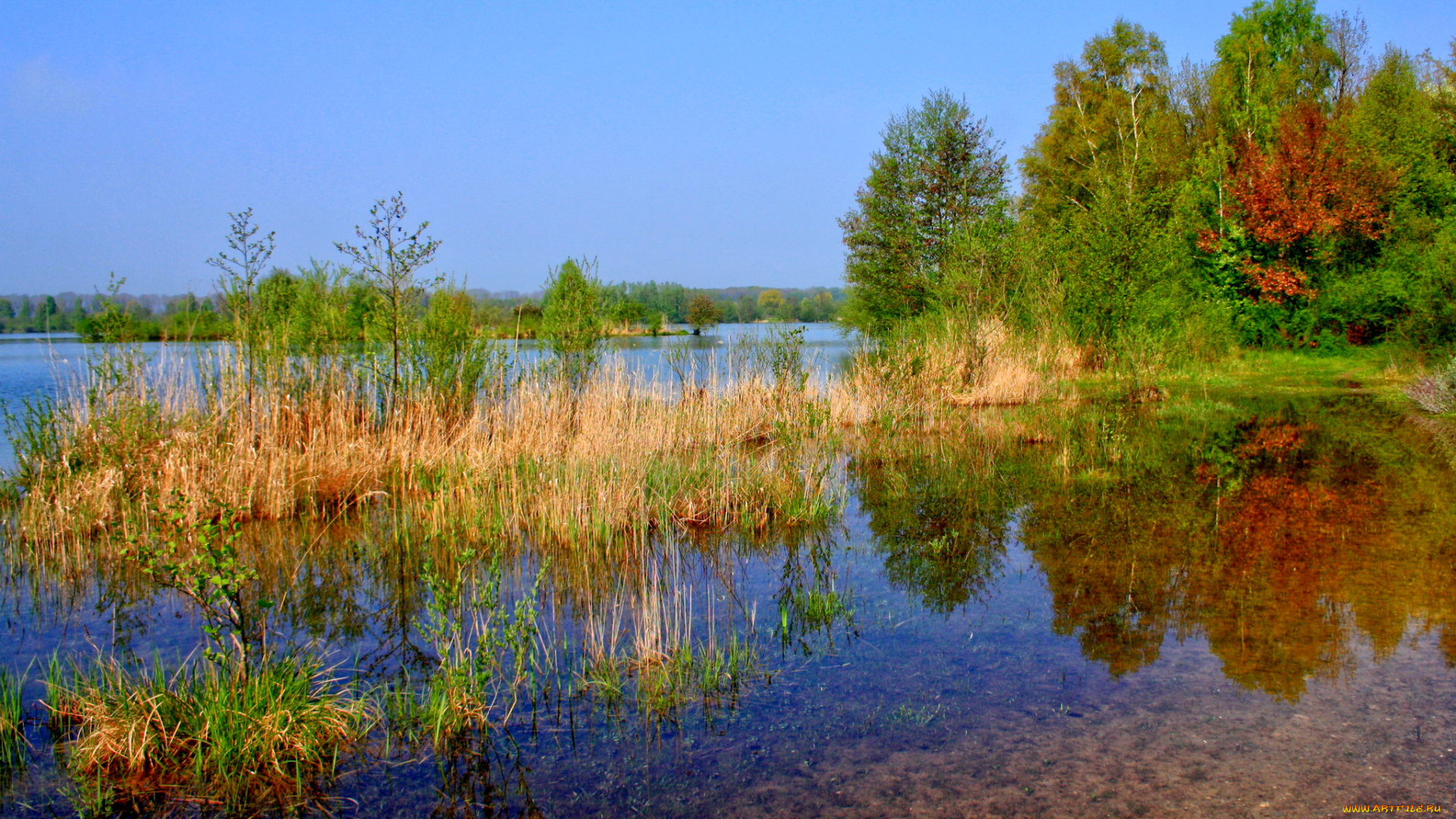 германия, лаупхайм, природа, реки, озера, река, кусты
