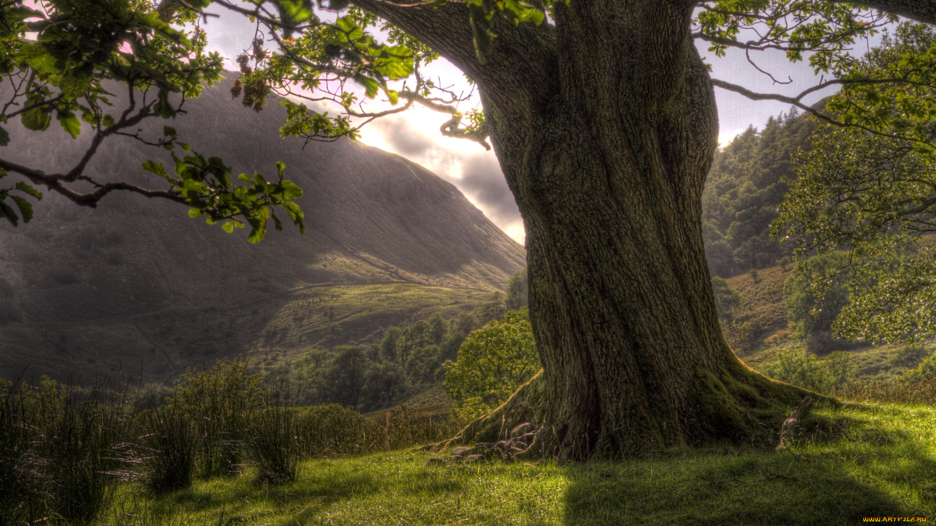 природа, деревья, ствол, дуб