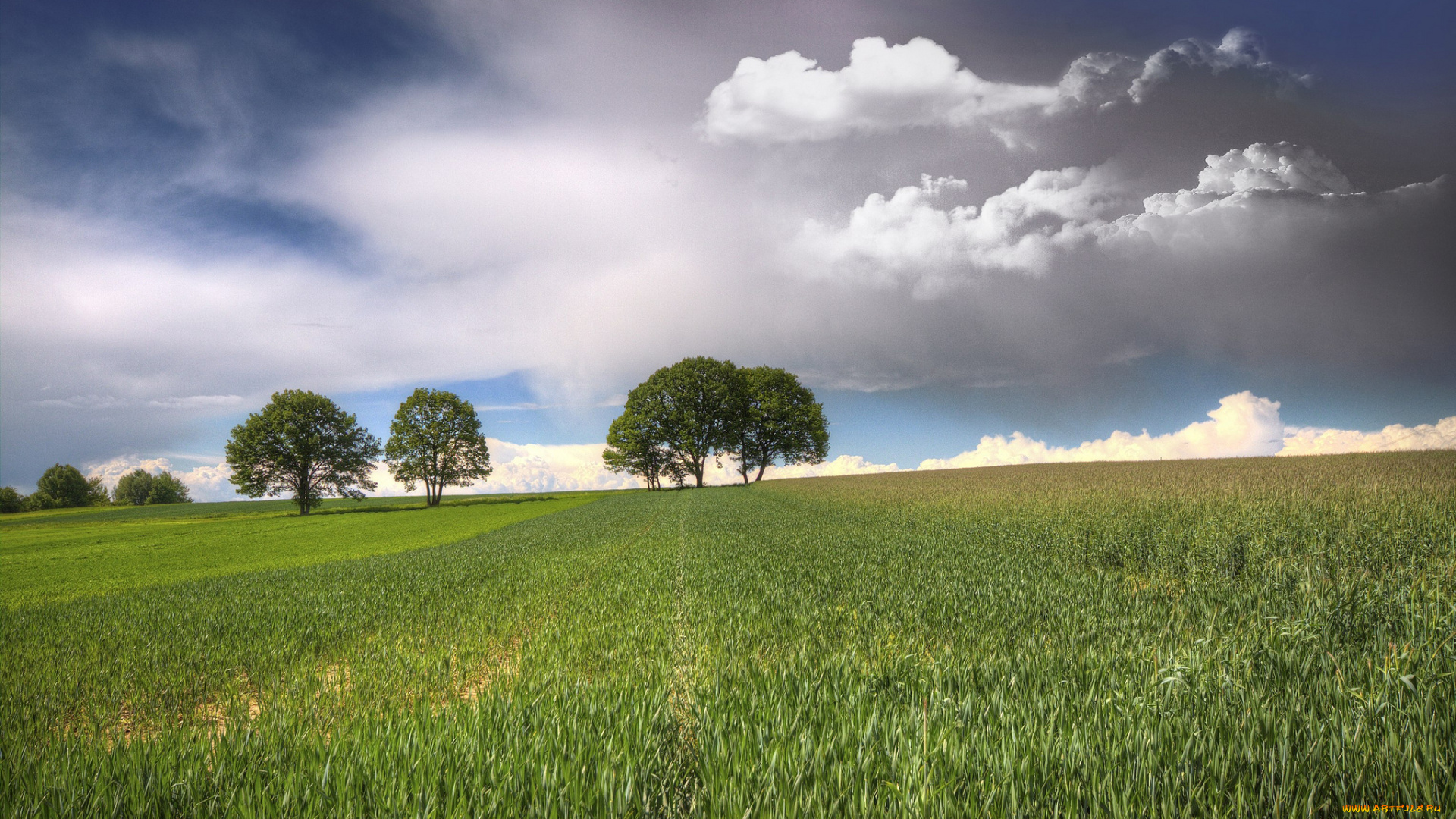 природа, луга, поле, деревья, небо, облака