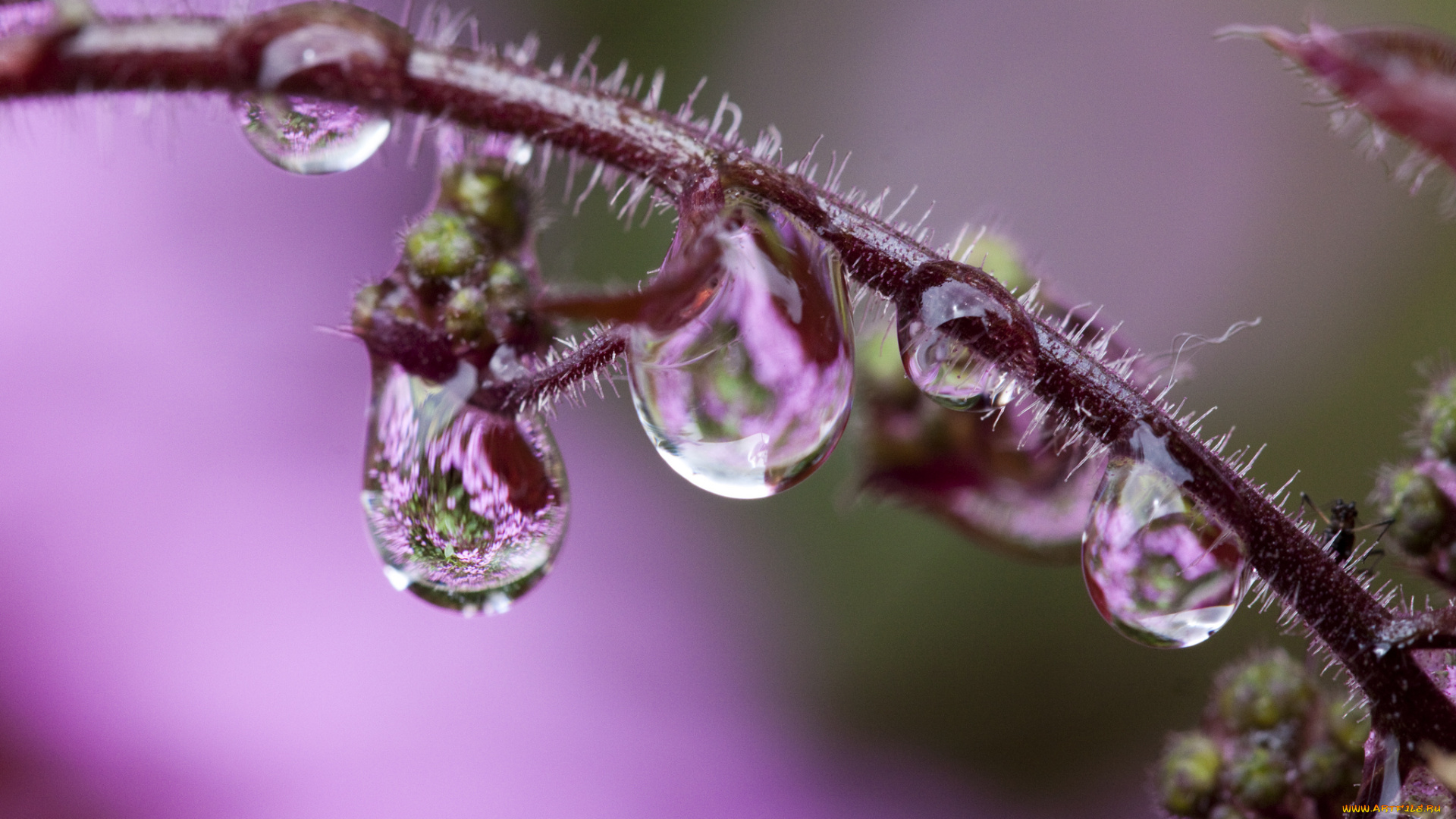 природа, макро, стебелёк, капли