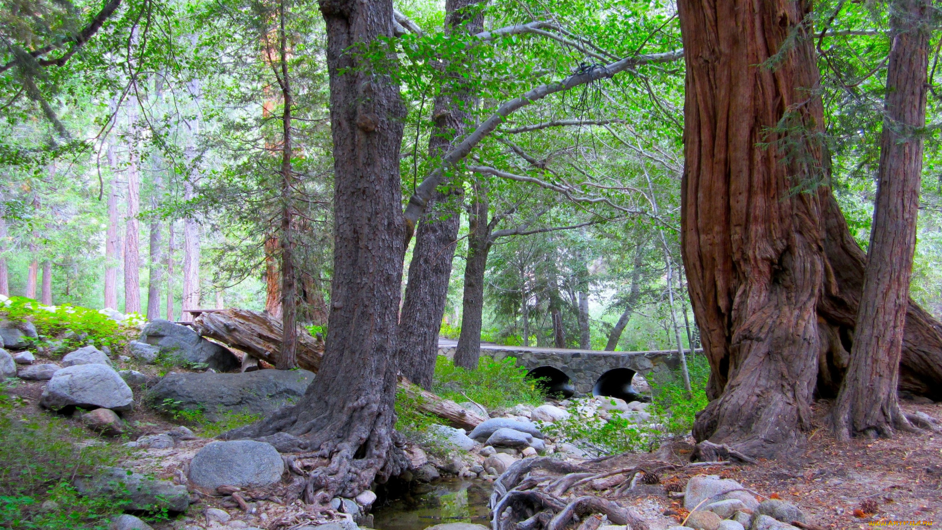 природа, парк, камни, мостик, ручей, стволы, корни