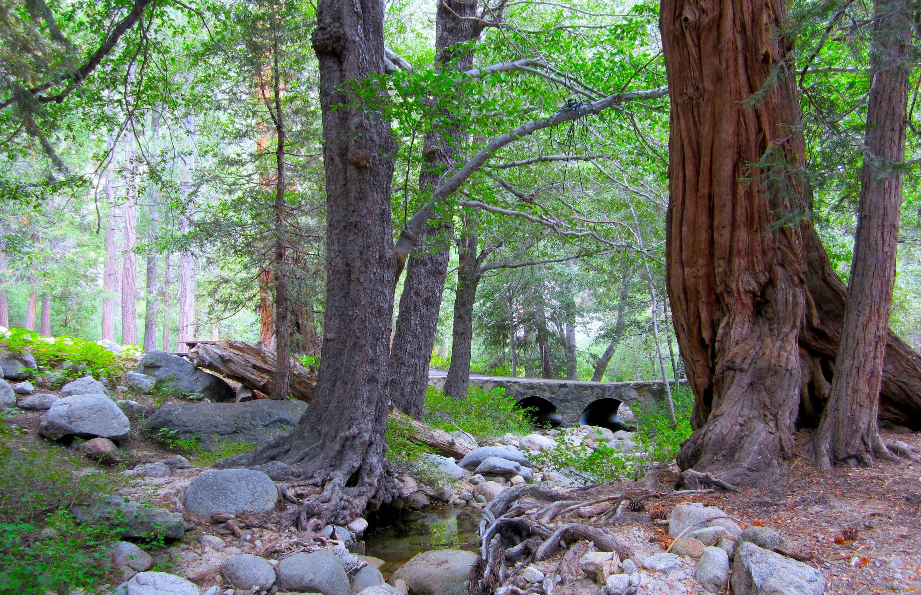 природа, парк, камни, мостик, ручей, стволы, корни