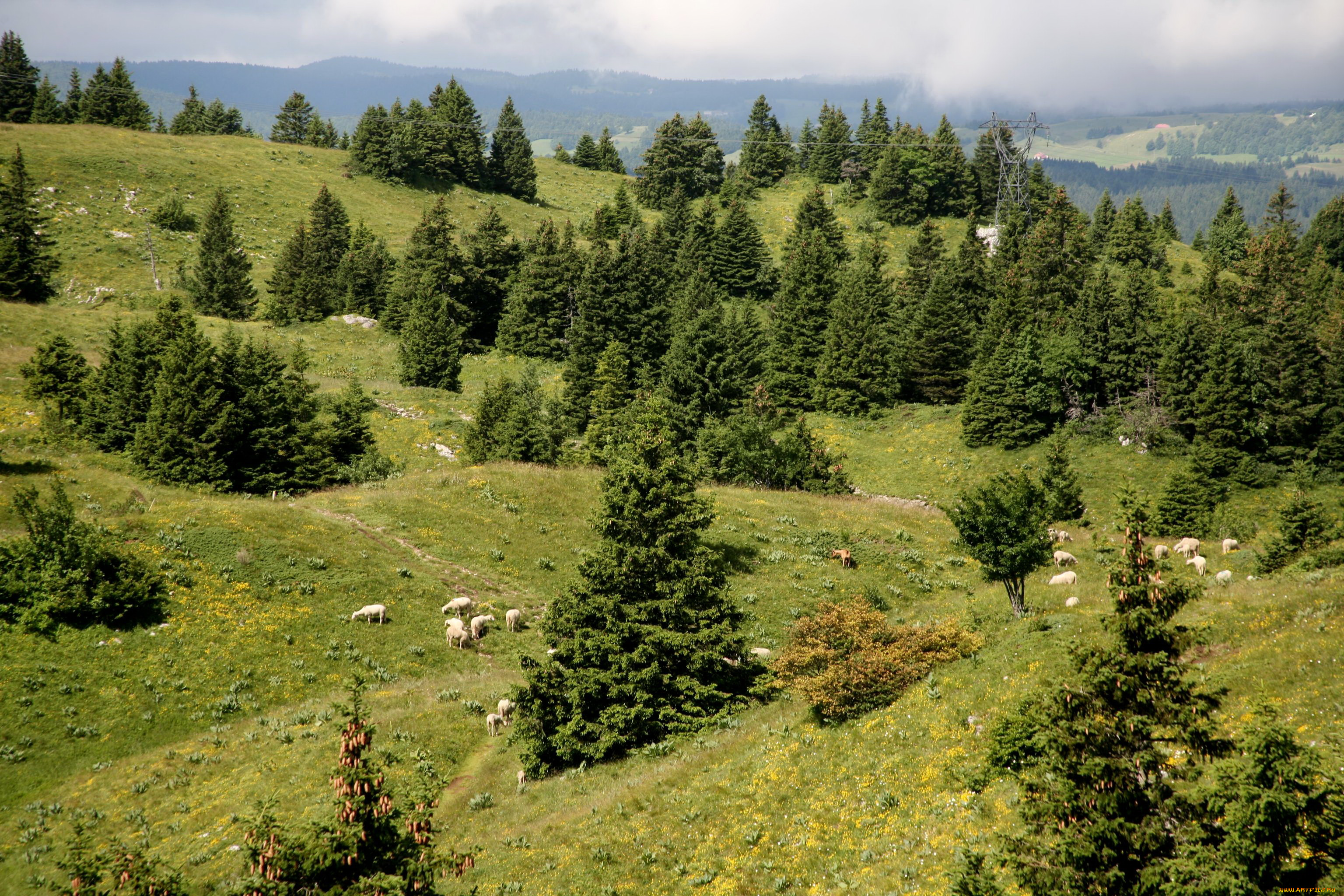 франция, мижу, природа, дороги, луга, ели, трава