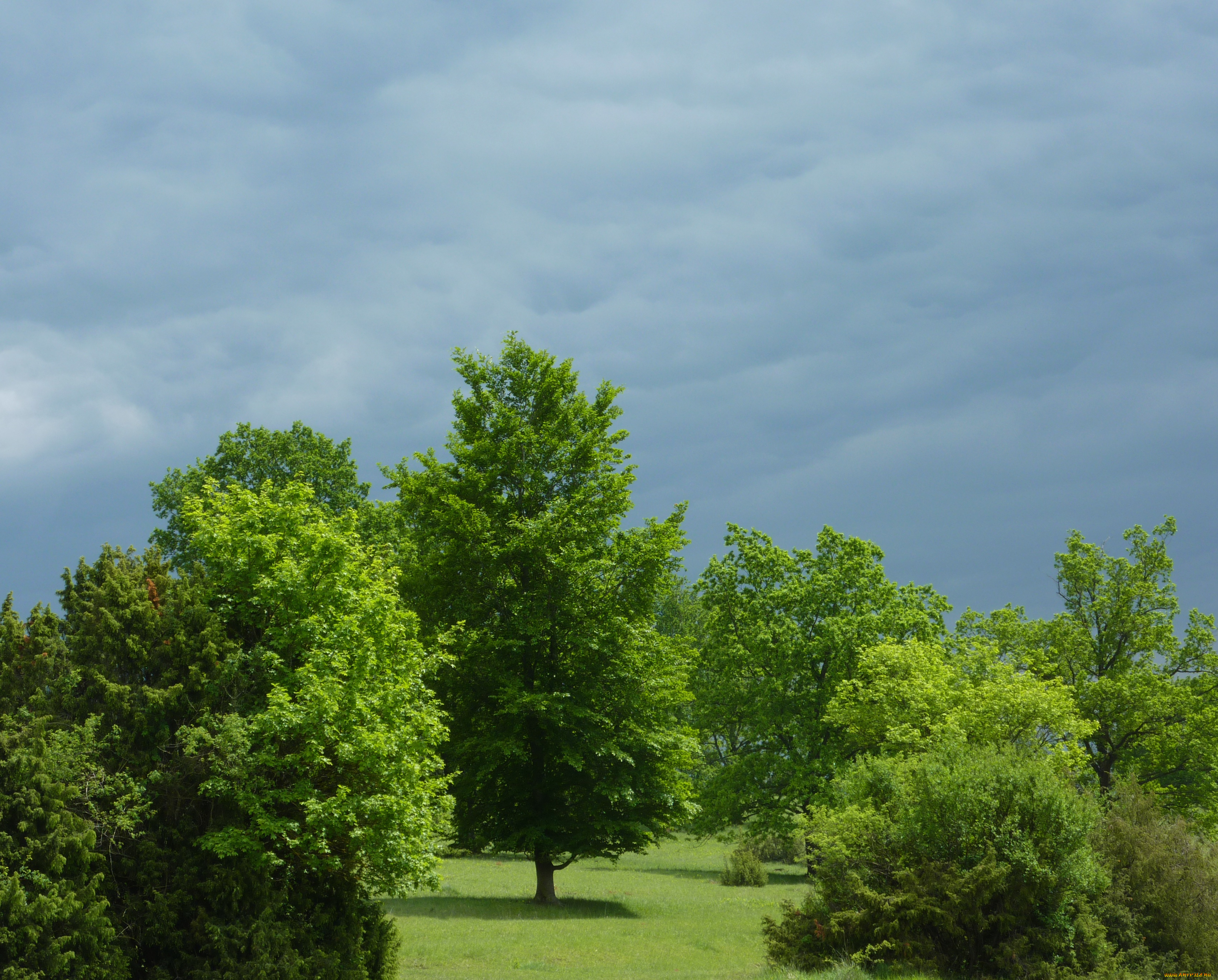 природа, деревья, пейзаж, тучи